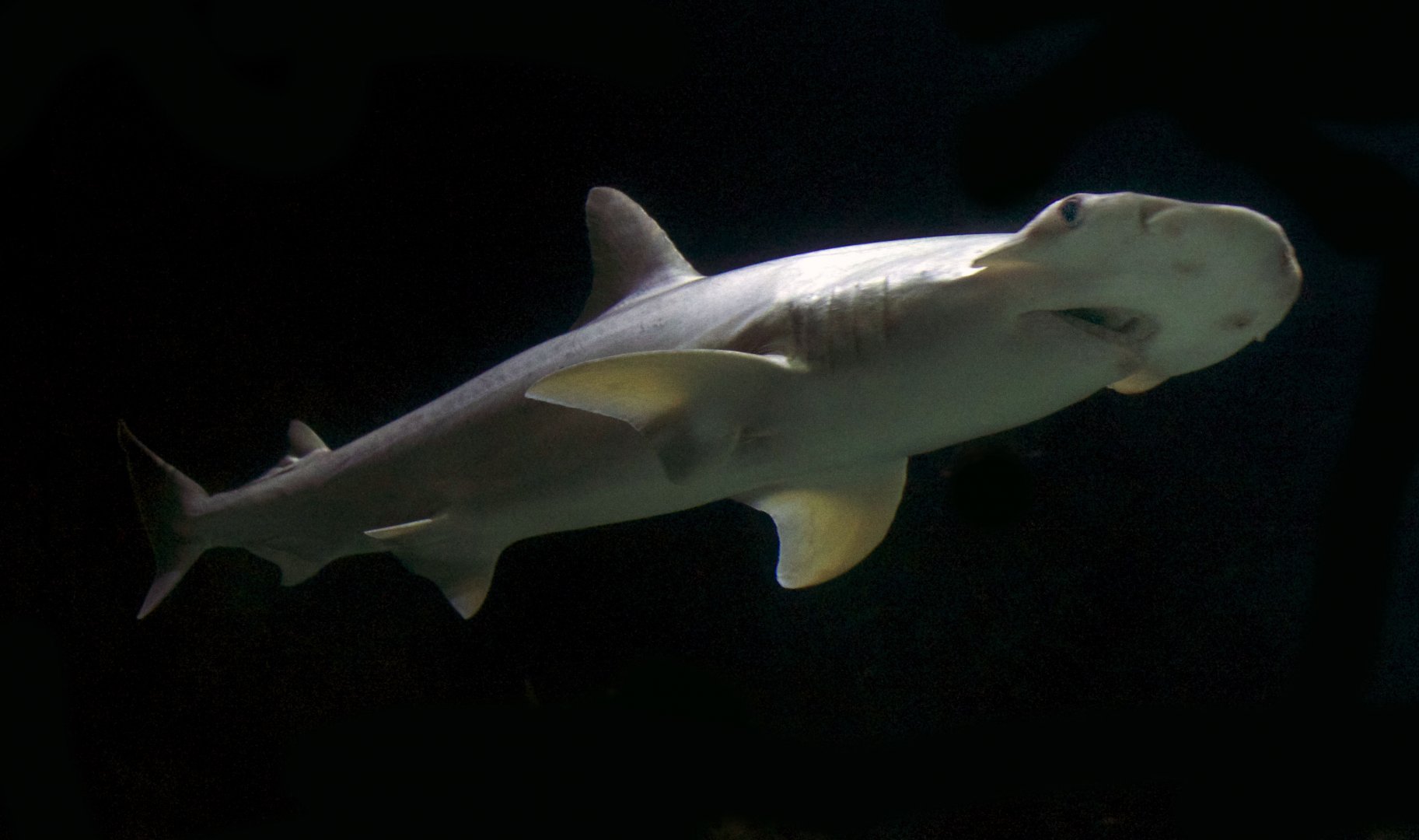 Jan. 2017 - Discovery Reef - Bonnethead