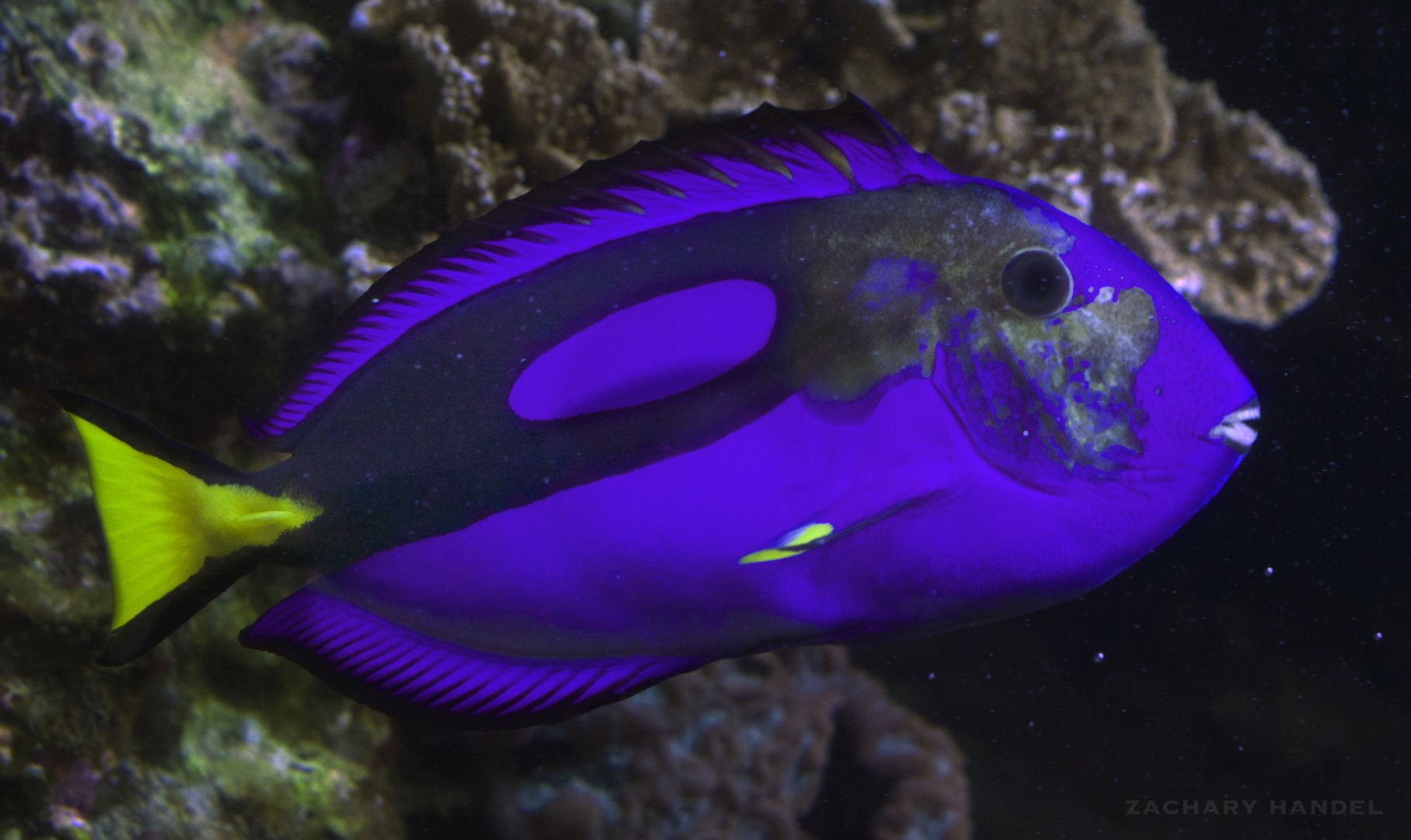 Jan. 2017 - Discovery Reef - Hippo Tang