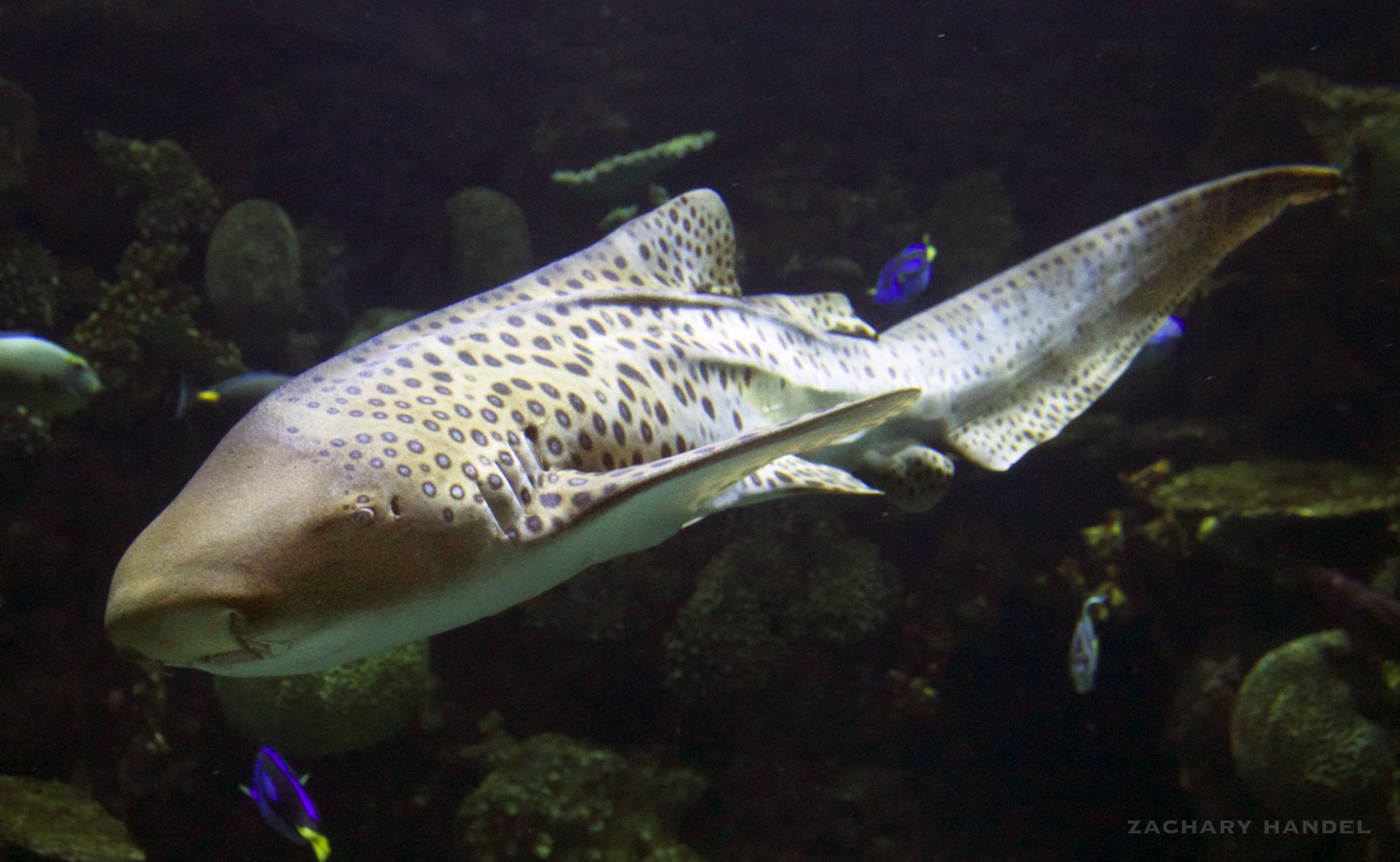 Jan. 2017 - Discovery Reef - Zebra Shark
