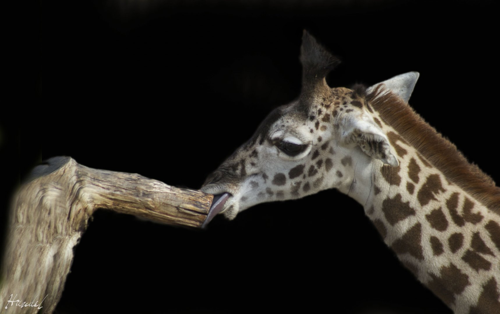 Jan. 2017 - Giraffe Ridge - Zoey