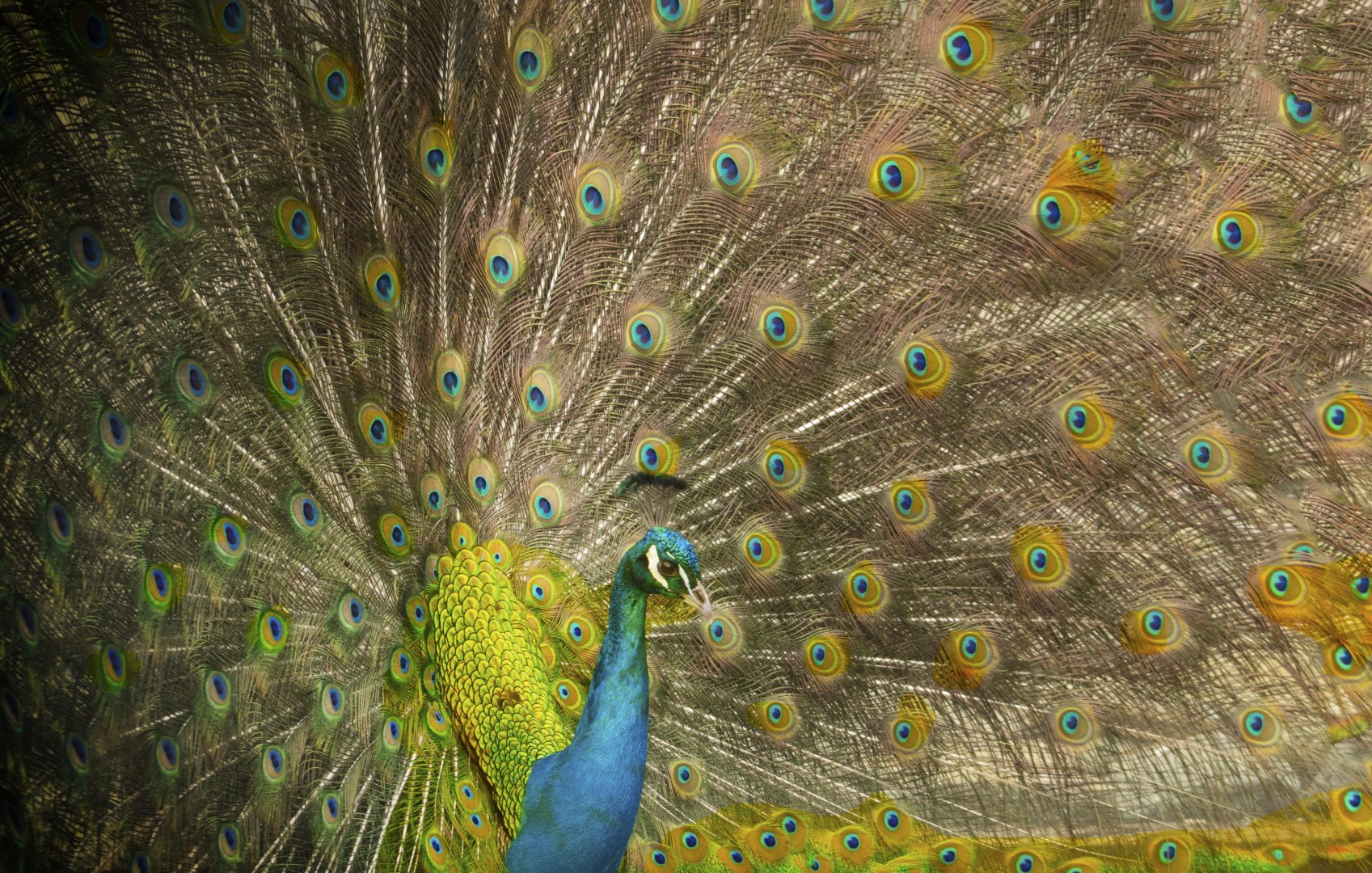 Jan. 2017 - Indian Peafowl (Challenging Keas)