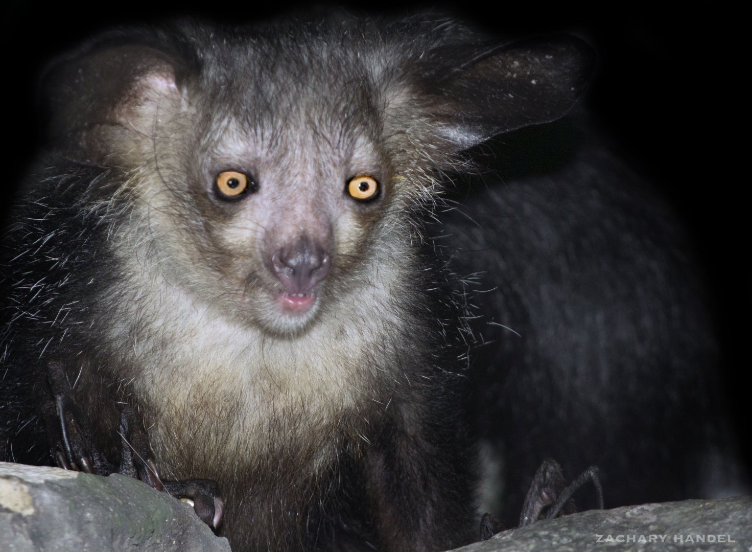 Jan. 2017 - Jungle Trails - Aye-Aye (My first Photo)