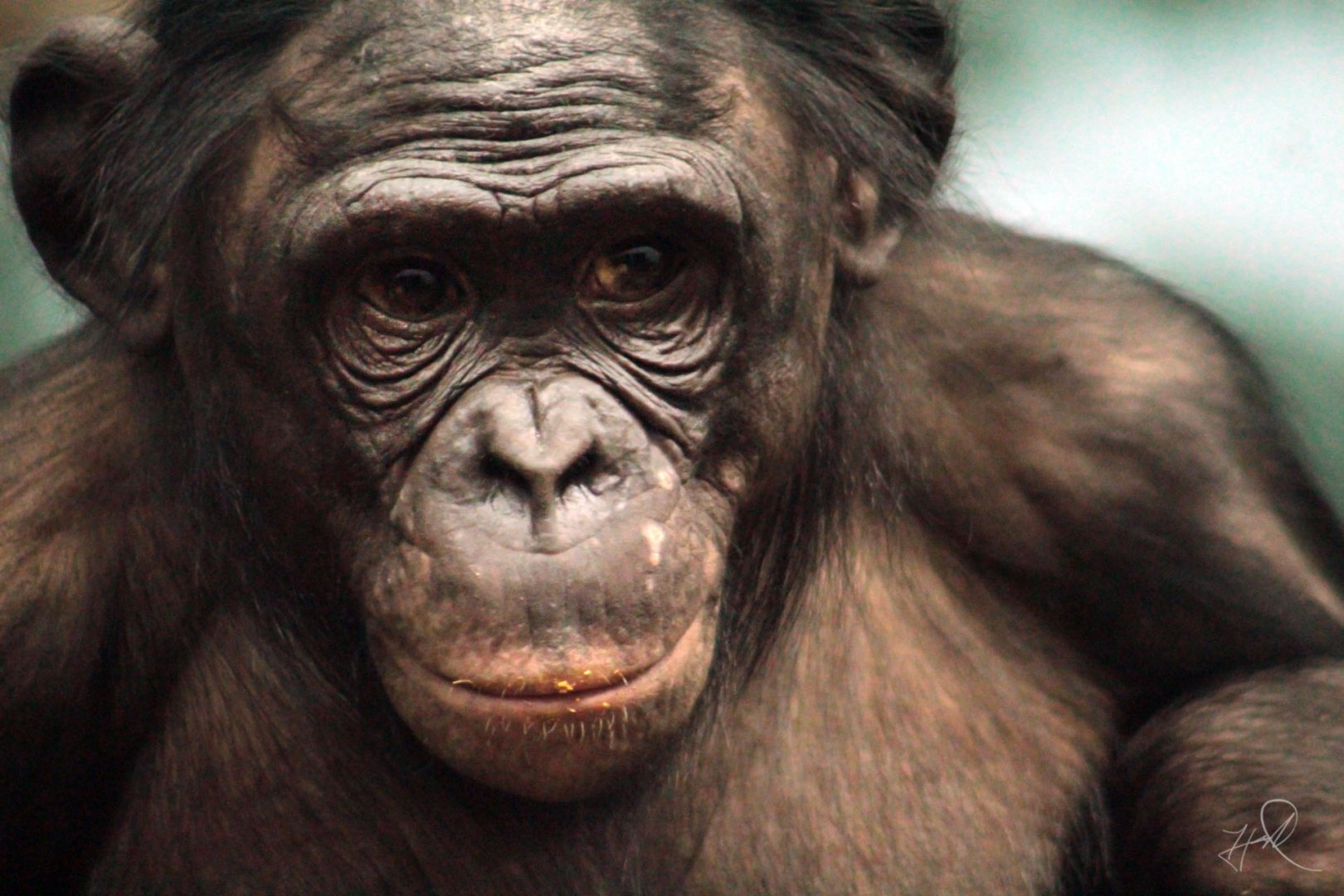 Jan. 2017 - Jungle Trails - Bonobo