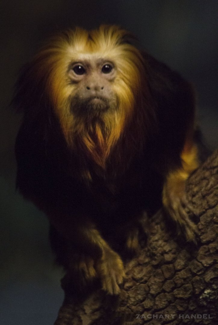 Jan. 2017 - Jungle Trails - Golden-headed Lion Tamarin