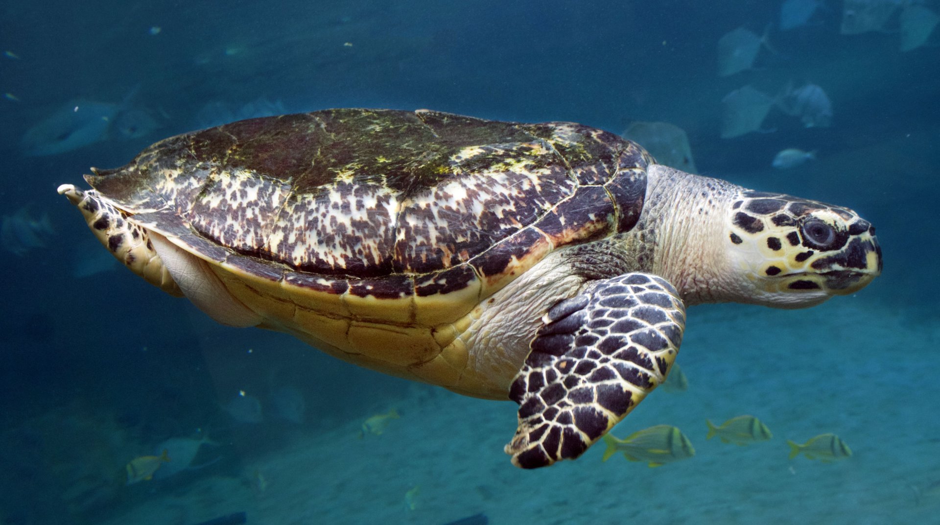 Jan. 2017 - Manatee Coast - Buddy - Hawksbill Sea Turtle
