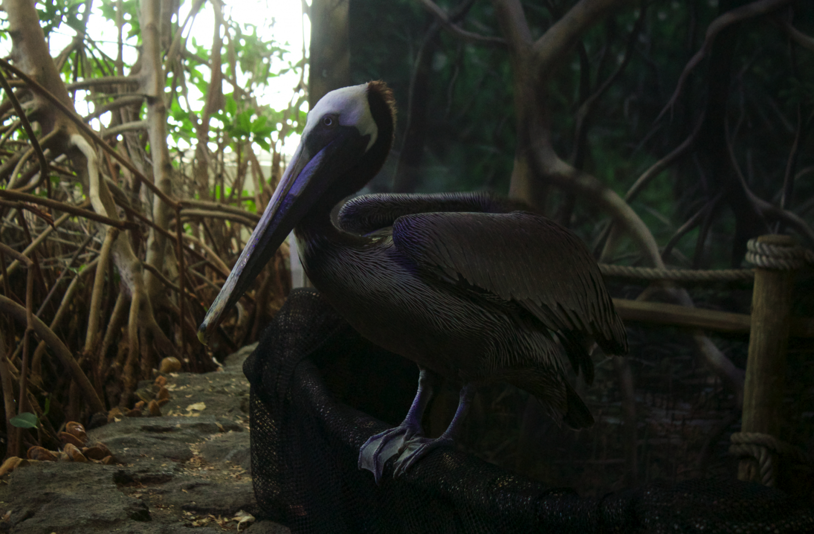 Jan. 2017 - Manatee Coast - Ken