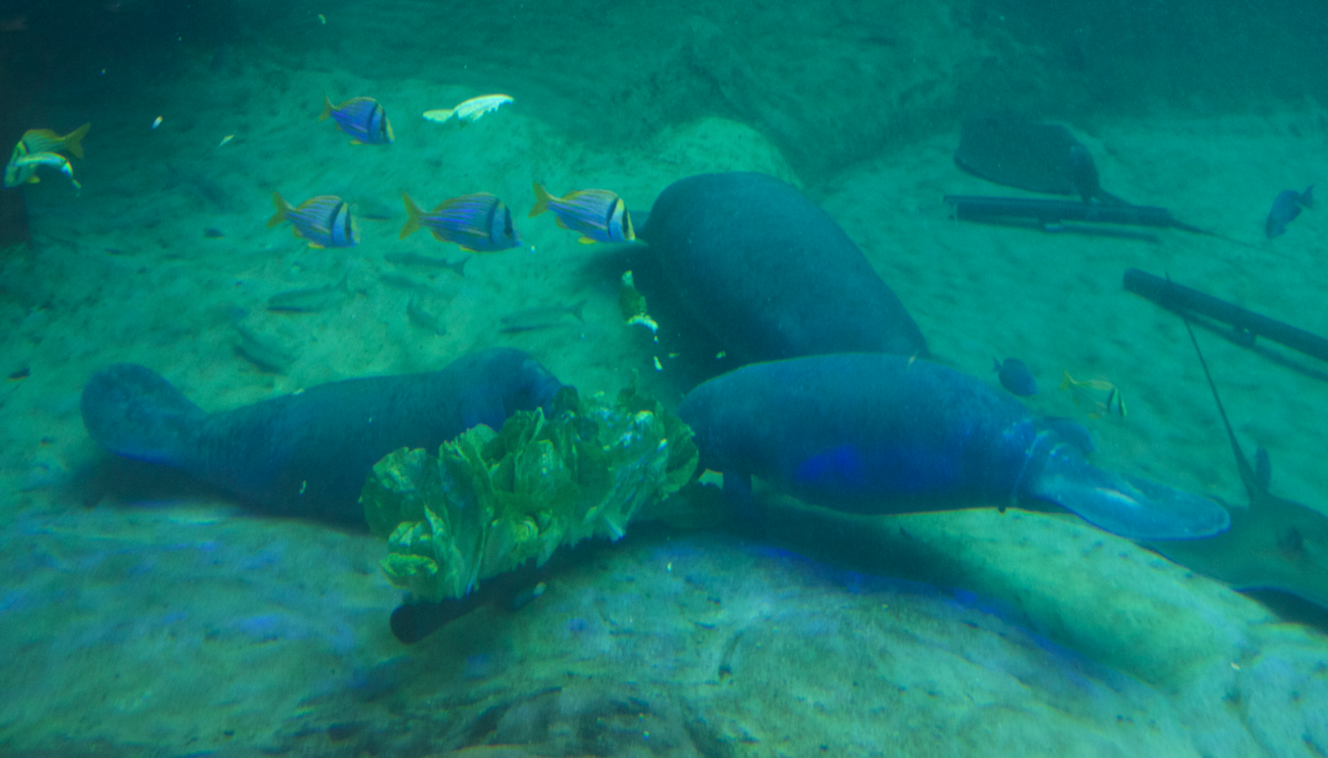 Jan. 2017 - Manatee Coast - Three Juvenile Manatees