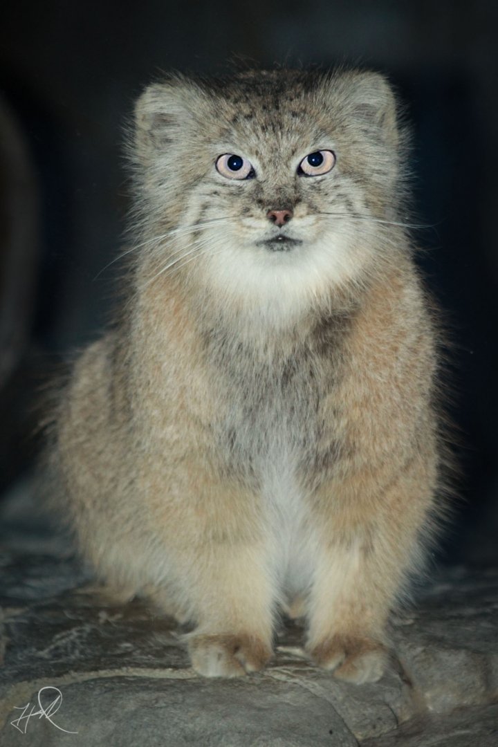 Jan. 2017 - Night Hunters - Pallas' Cat