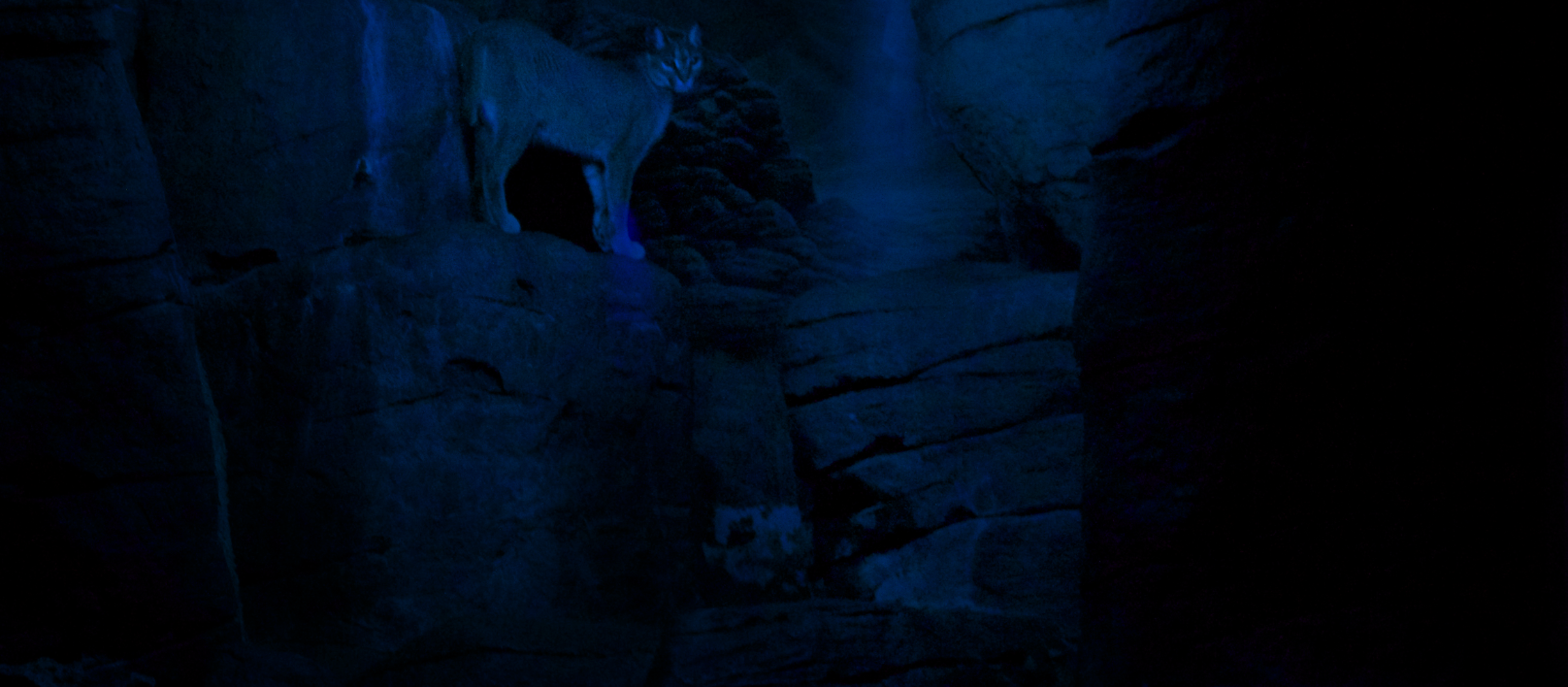 Jan. 2017 - Night Hunters