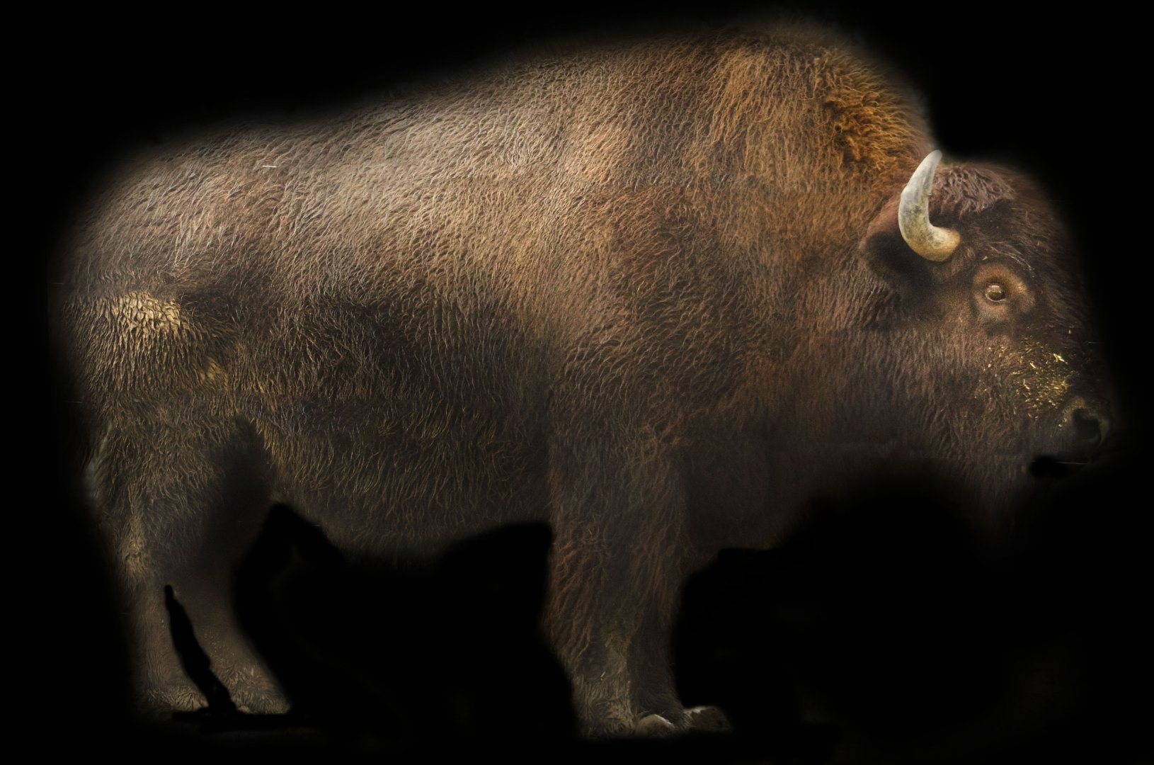 Jan. 2017 - North America - American Bison