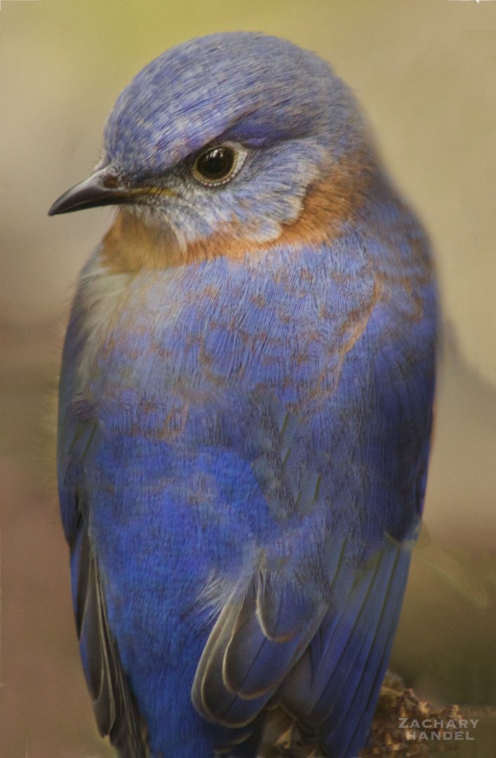 Jan. 2017 - North America - Migratory Song Bird Aviary - Eastern Bluebird