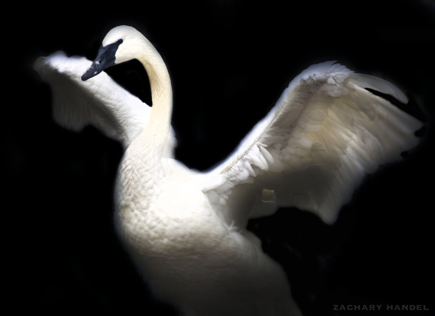 Jan. 2017 - North America - Trumpeter Swan