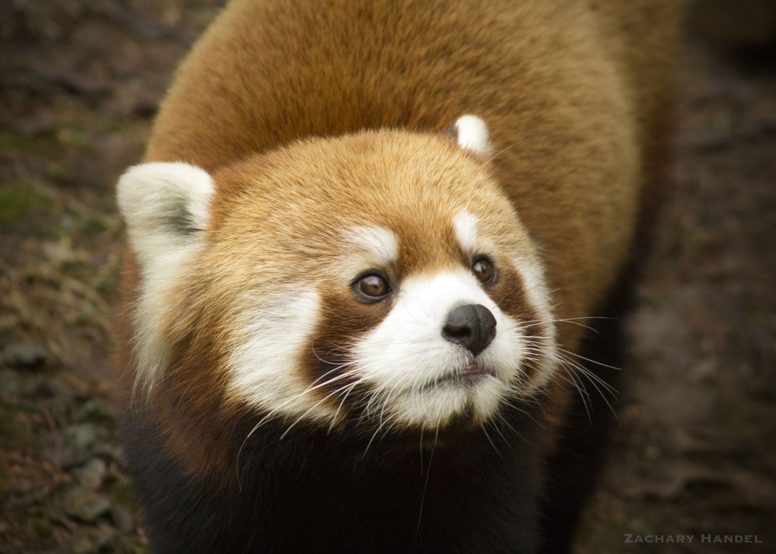 Jan. 2017 - Red Panda