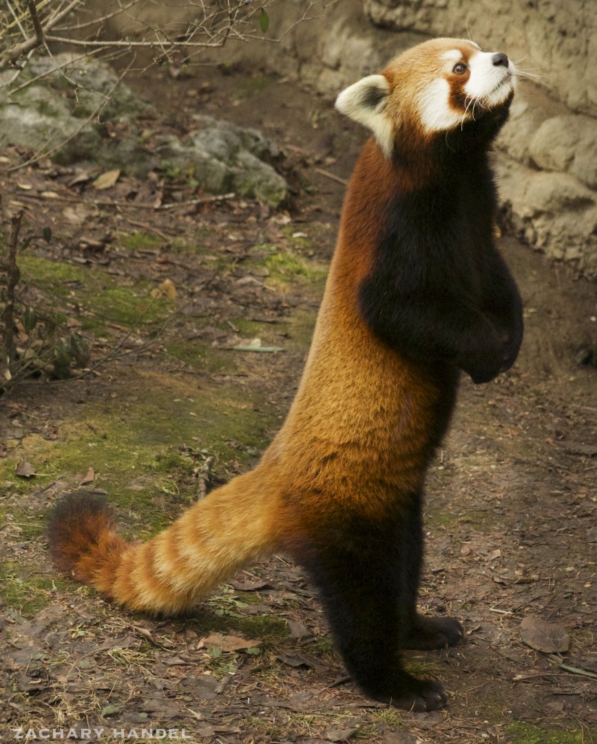Jan. 2017 - Red Panda