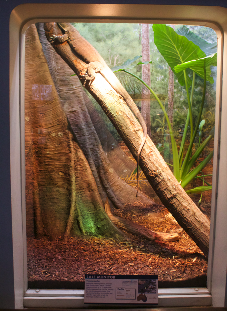 Jan. 2017 - Reptile House - Lace Monitor Exhibit (Newly Displayed Species)