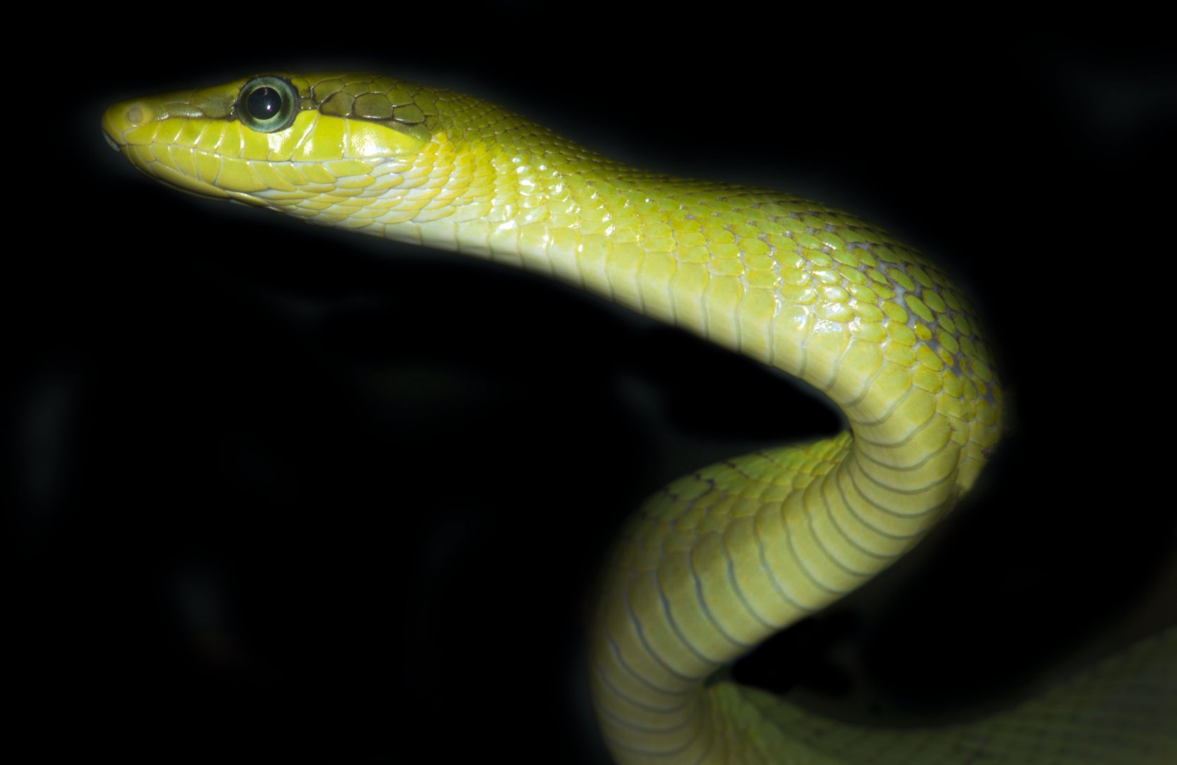 Jan. 2017 - Reptile House - Red-tailed Green Rat Snake