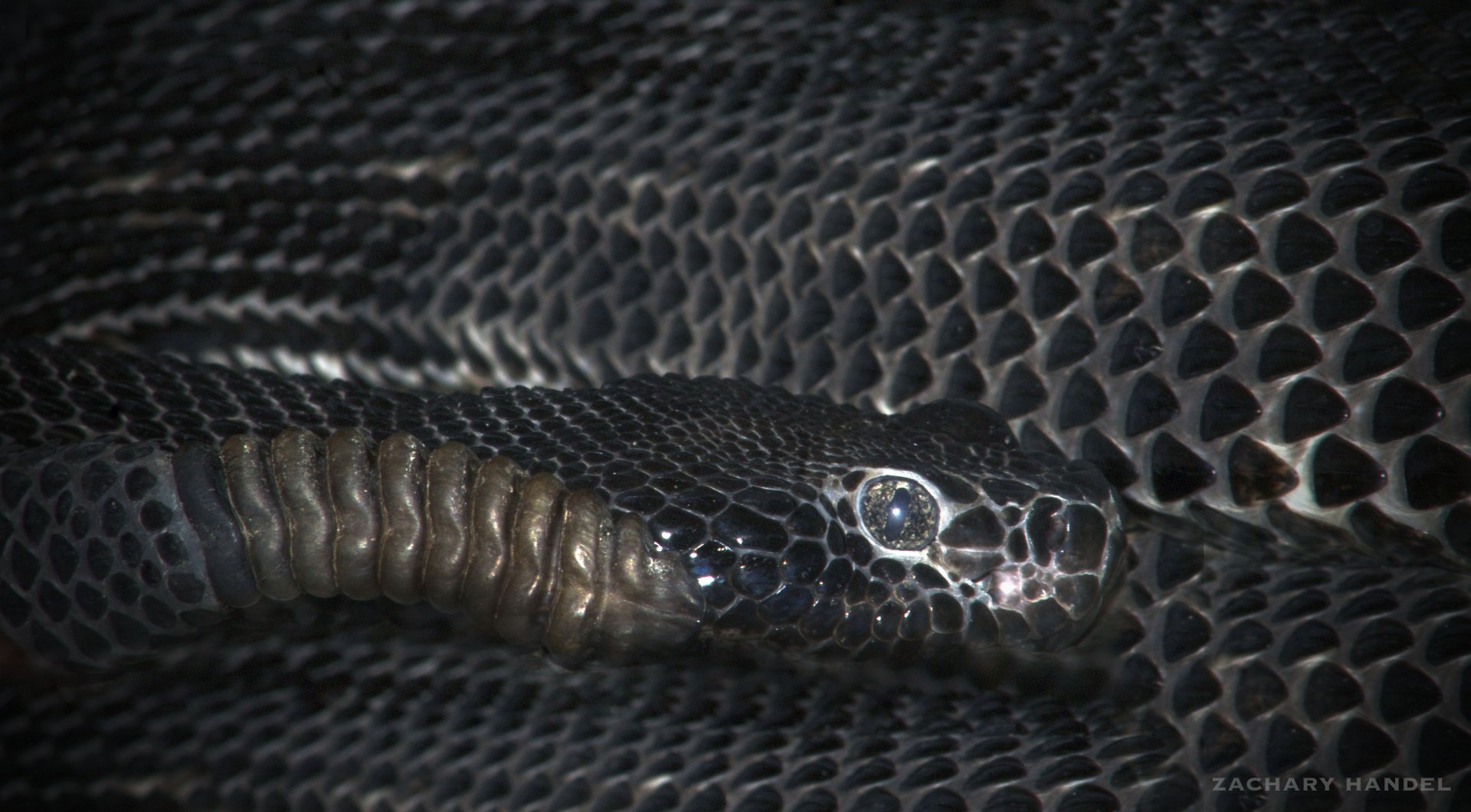 Jan. 2017 - Reptiles - (Black) Timber Rattlesnake