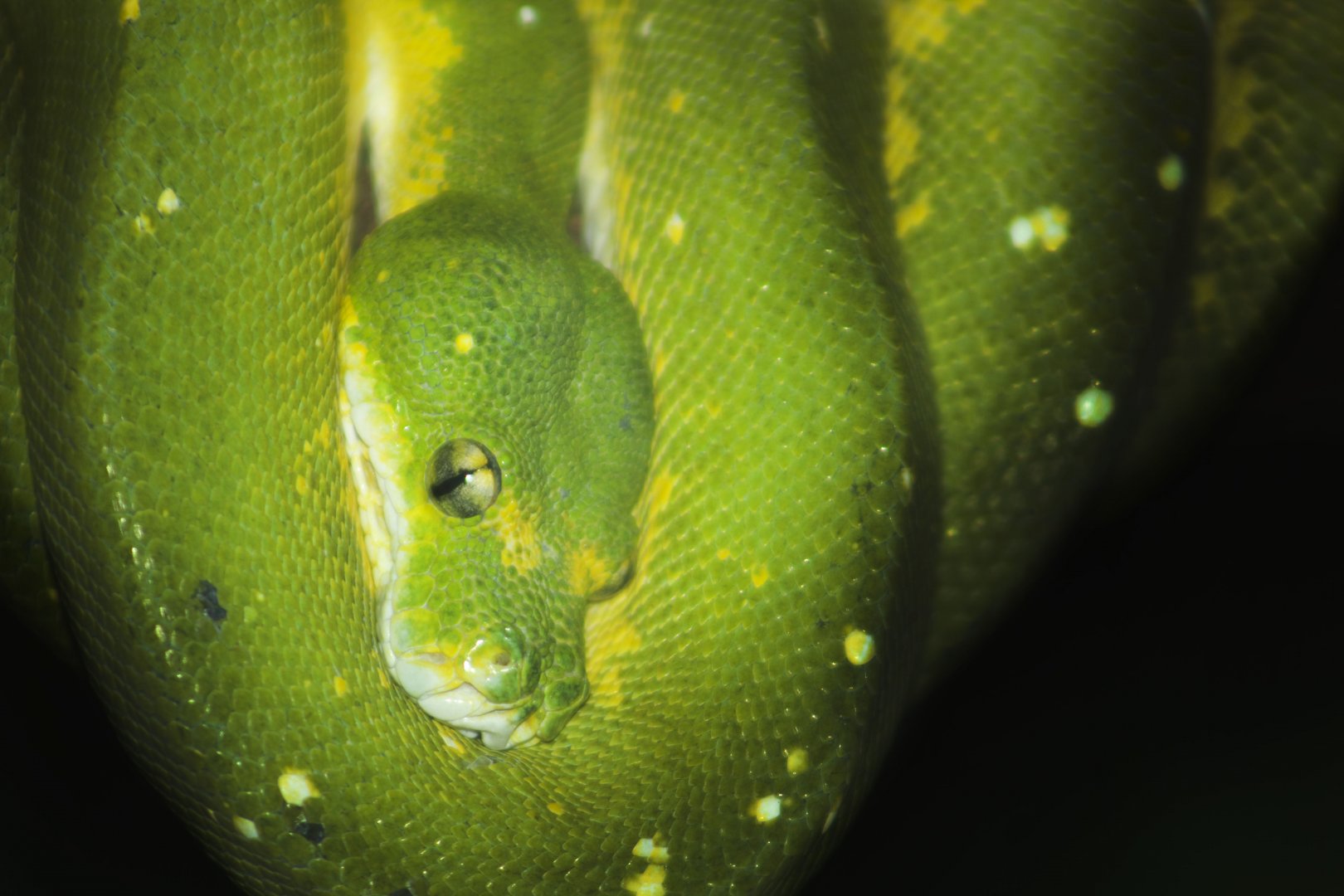 Jan. 2017 - Reptiles - Green Tree Python