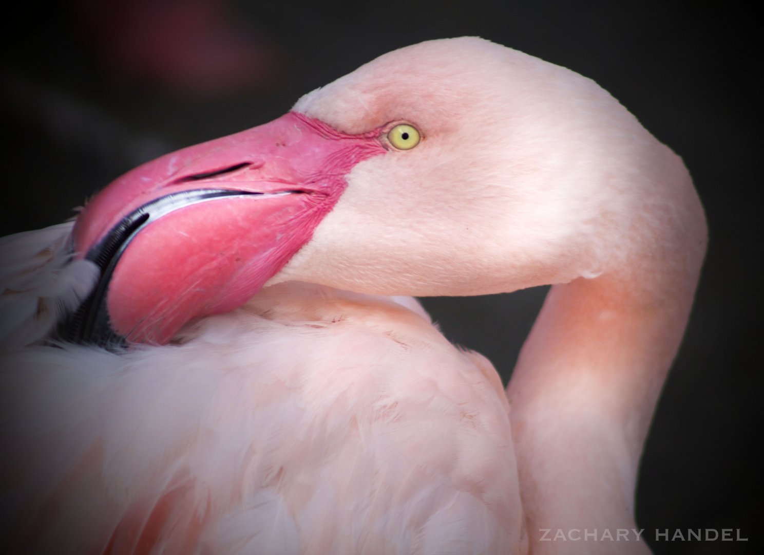 Jan. 2017 - Rhino Reserve - Greater Flamingo