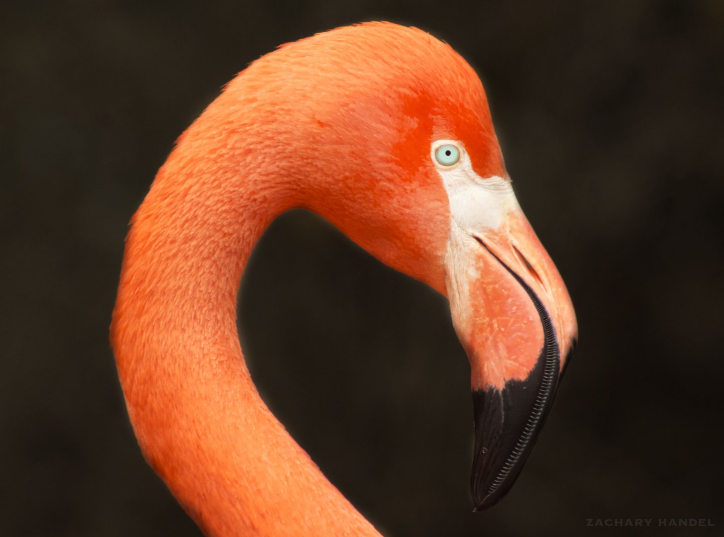 Jan. 2017 - Shores - Caribbean Flamingo