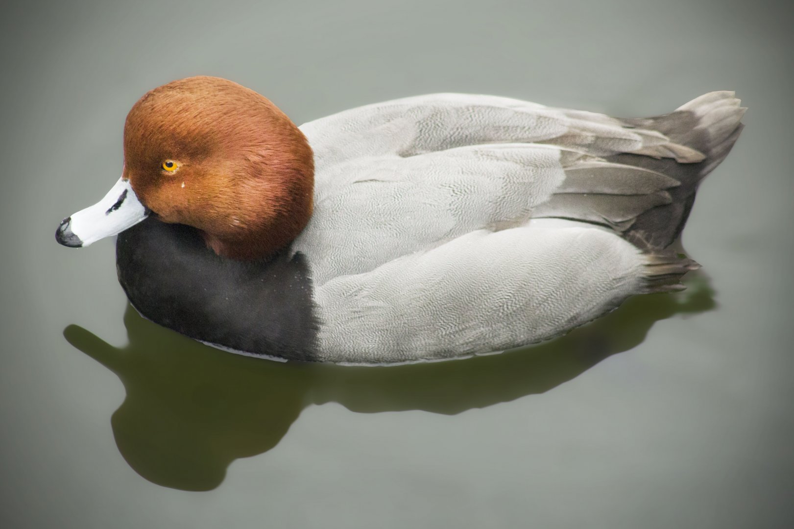 Jan. 2017 - Swan Lake - Redhead