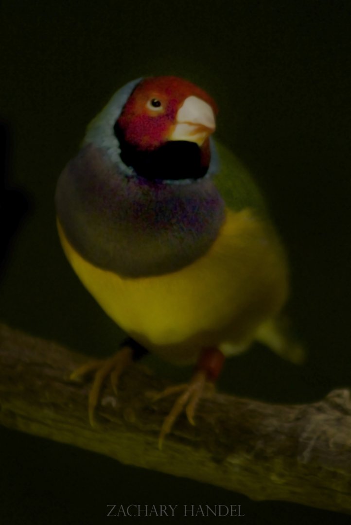 Jan. 2017 - Wings of the World - Gouldian Finch