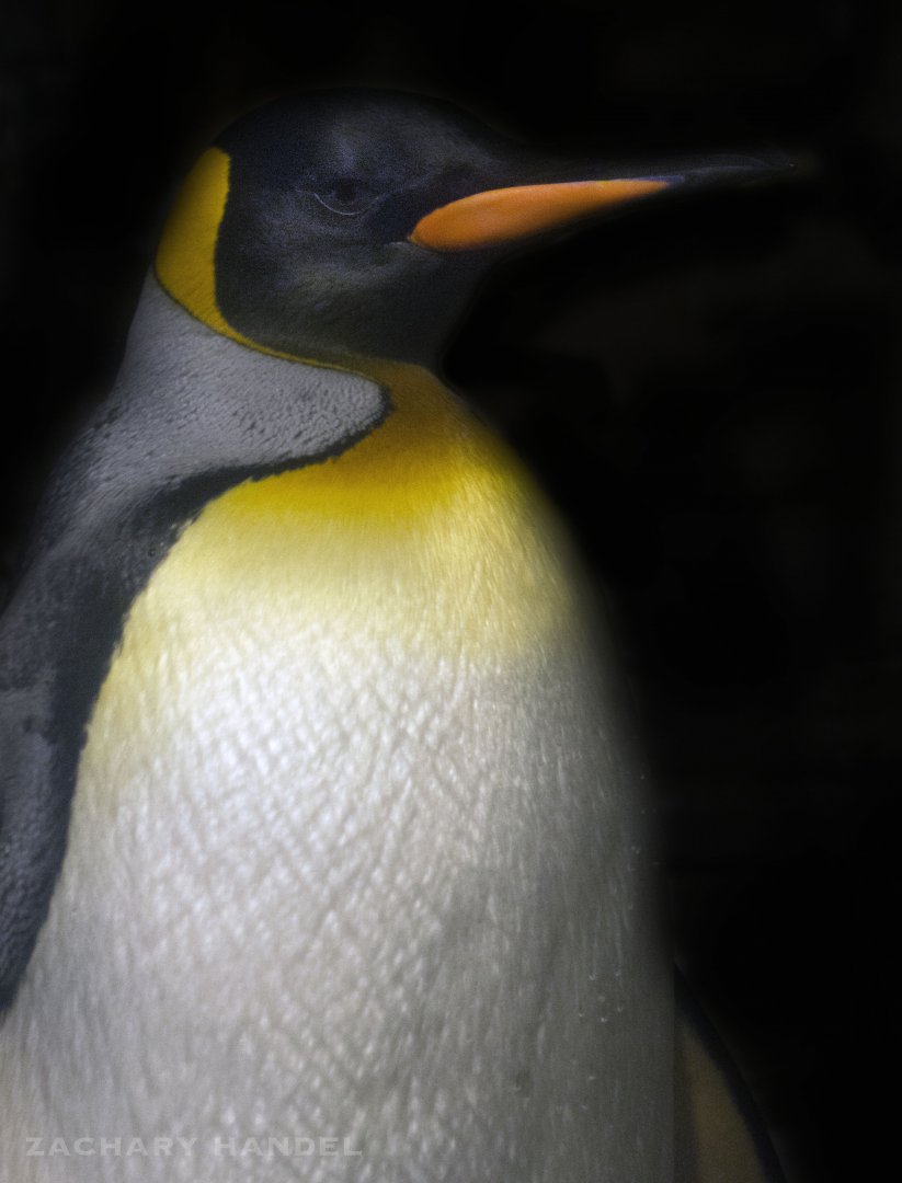 Jan. 2017 - Wings of the World - King Penguin