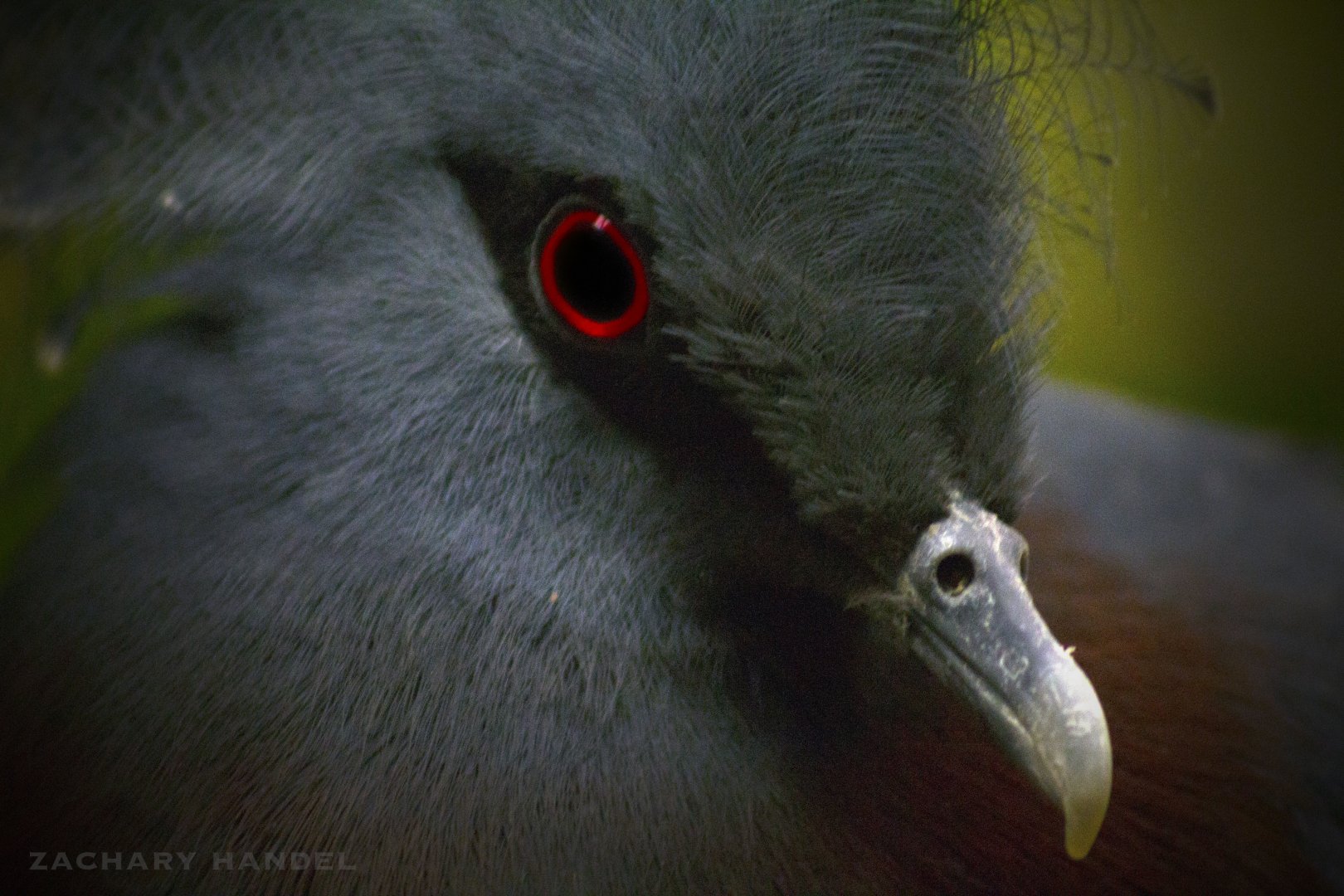 Jan. 2017 - Wings of the World - Victoria Crowned Pigeon