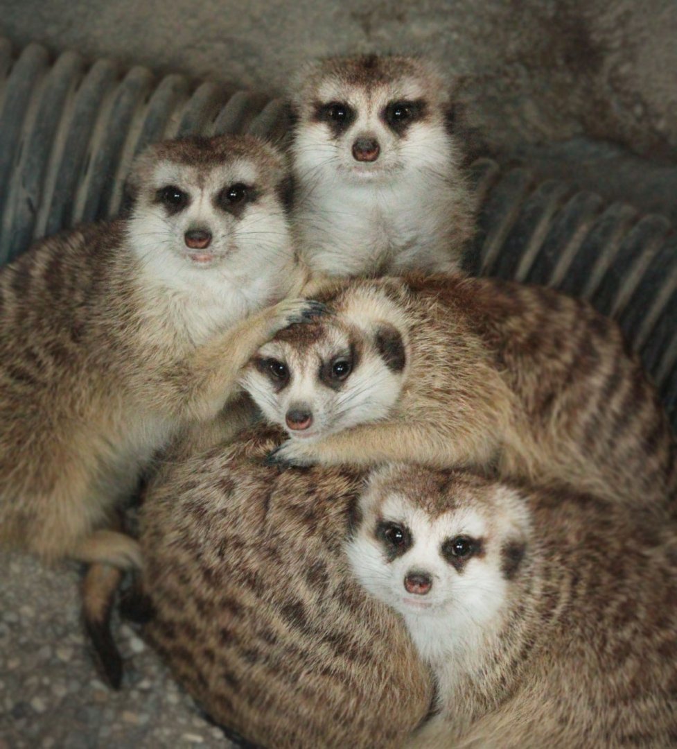 Jan. 2018 - Africa - Meerkat Family Photo