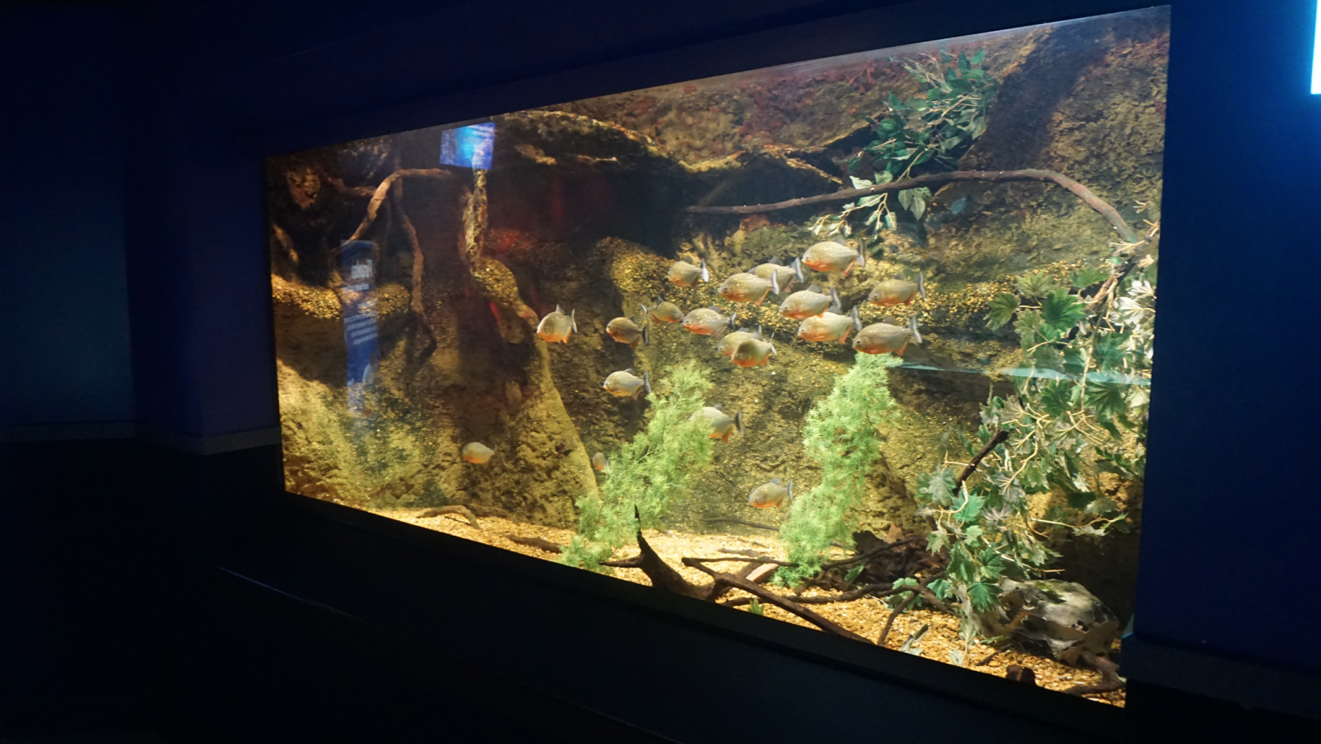 Jan. 2018 - Dangerous & Deadly - Red-bellied Piranha Exhibit