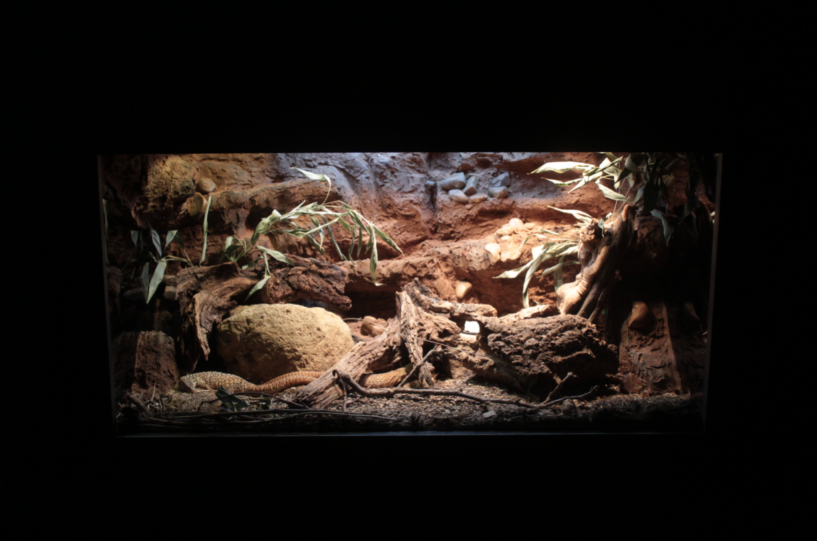 Jan. 2018 - Dragons! - Ackie Dwarf Monitor Exhibit