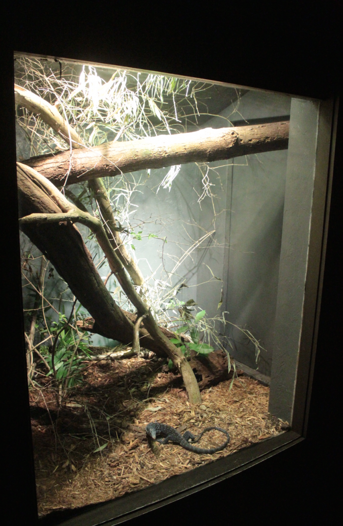 Jan. 2018 - Dragons! - Blue Tree Monitor Exhibit