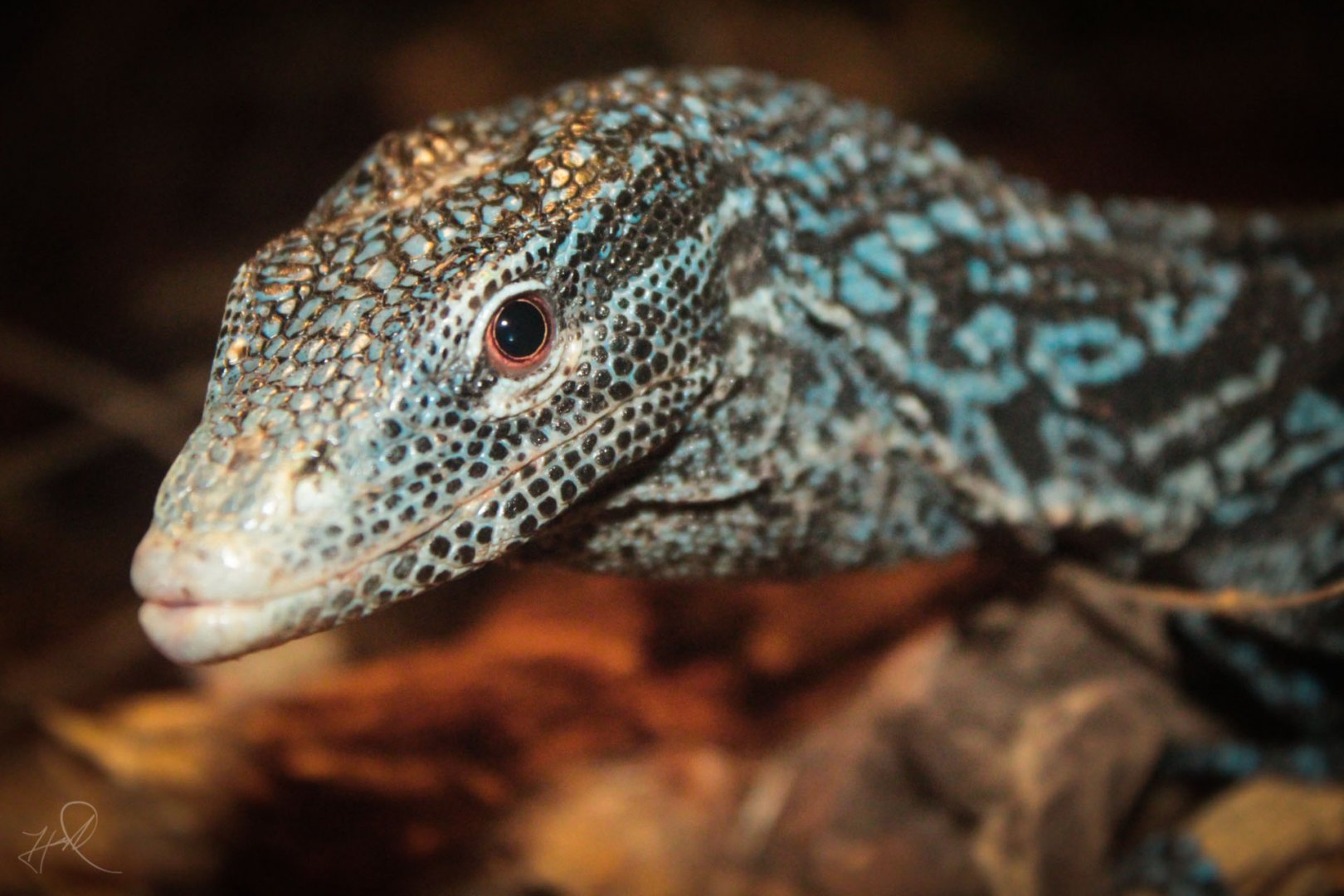 Jan. 2018 - Dragons! - Blue Tree Monitor