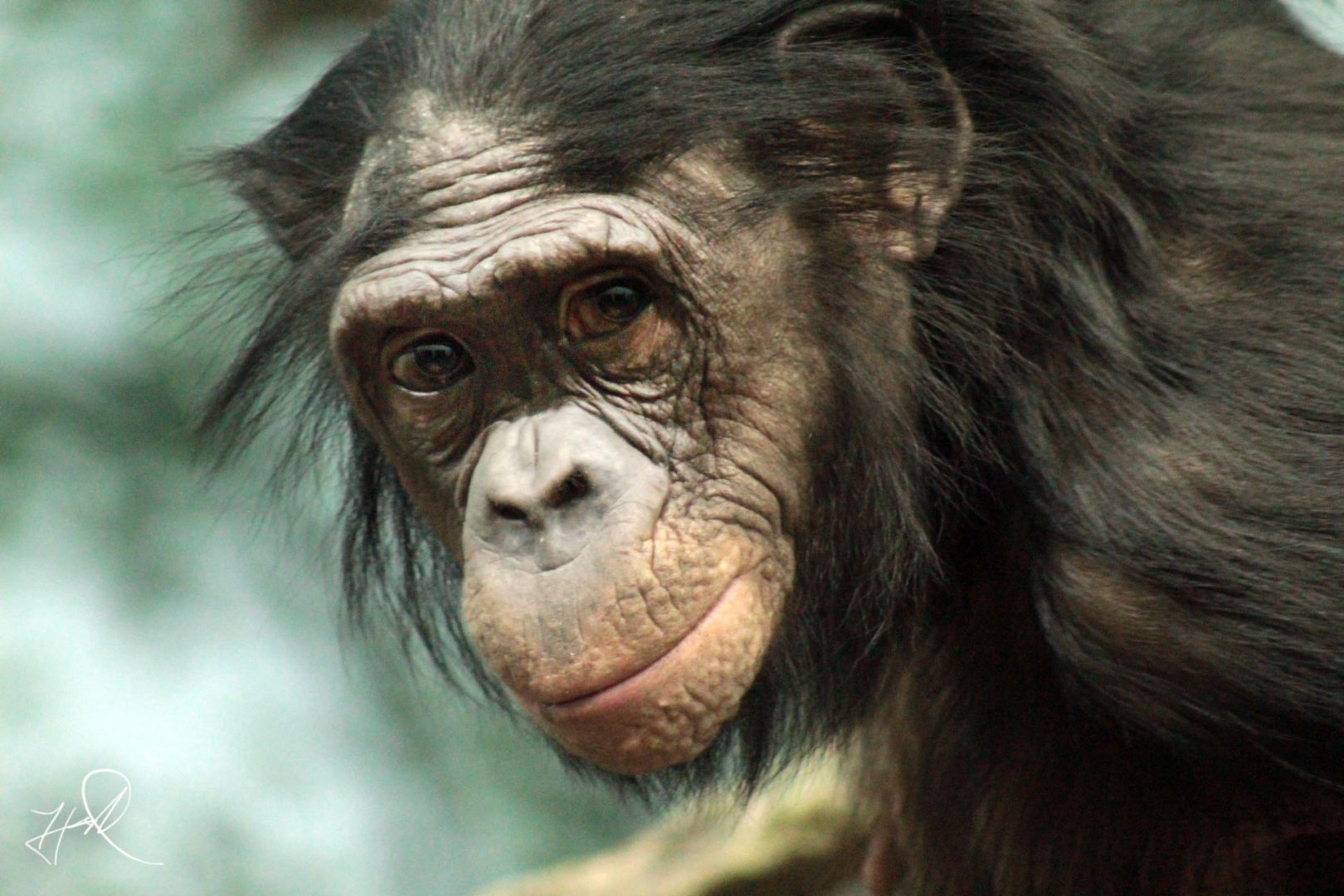 Jan. 2018 - Jungle Trails - Bonobo