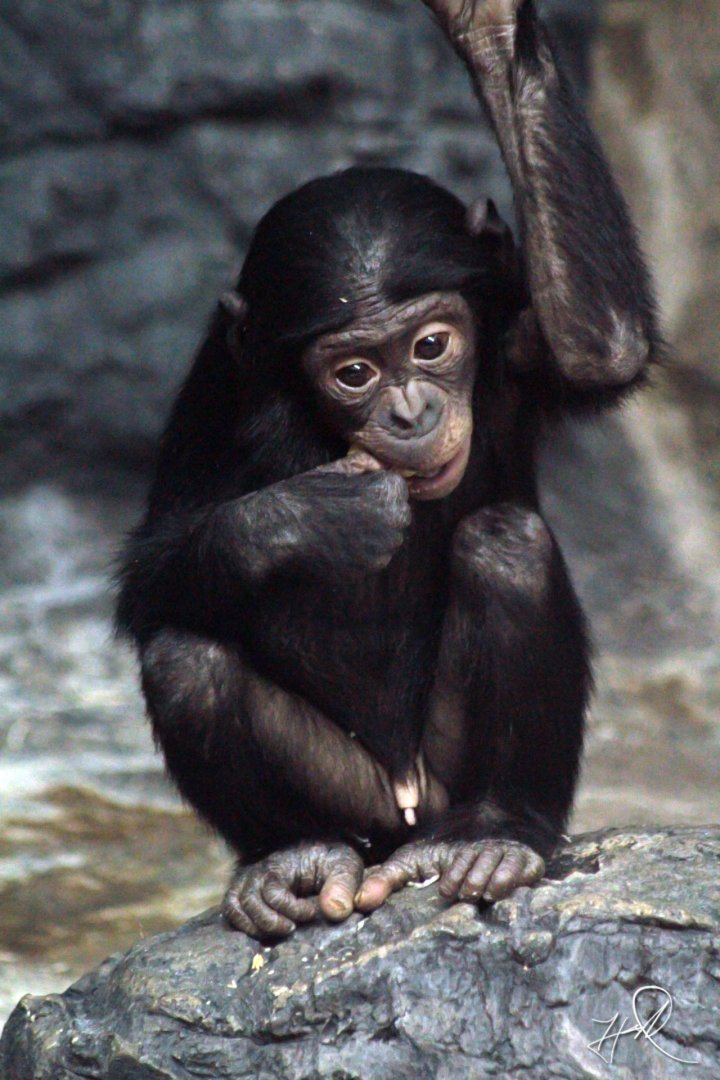 Jan. 2018 - Jungle Trails - Young Bonobo