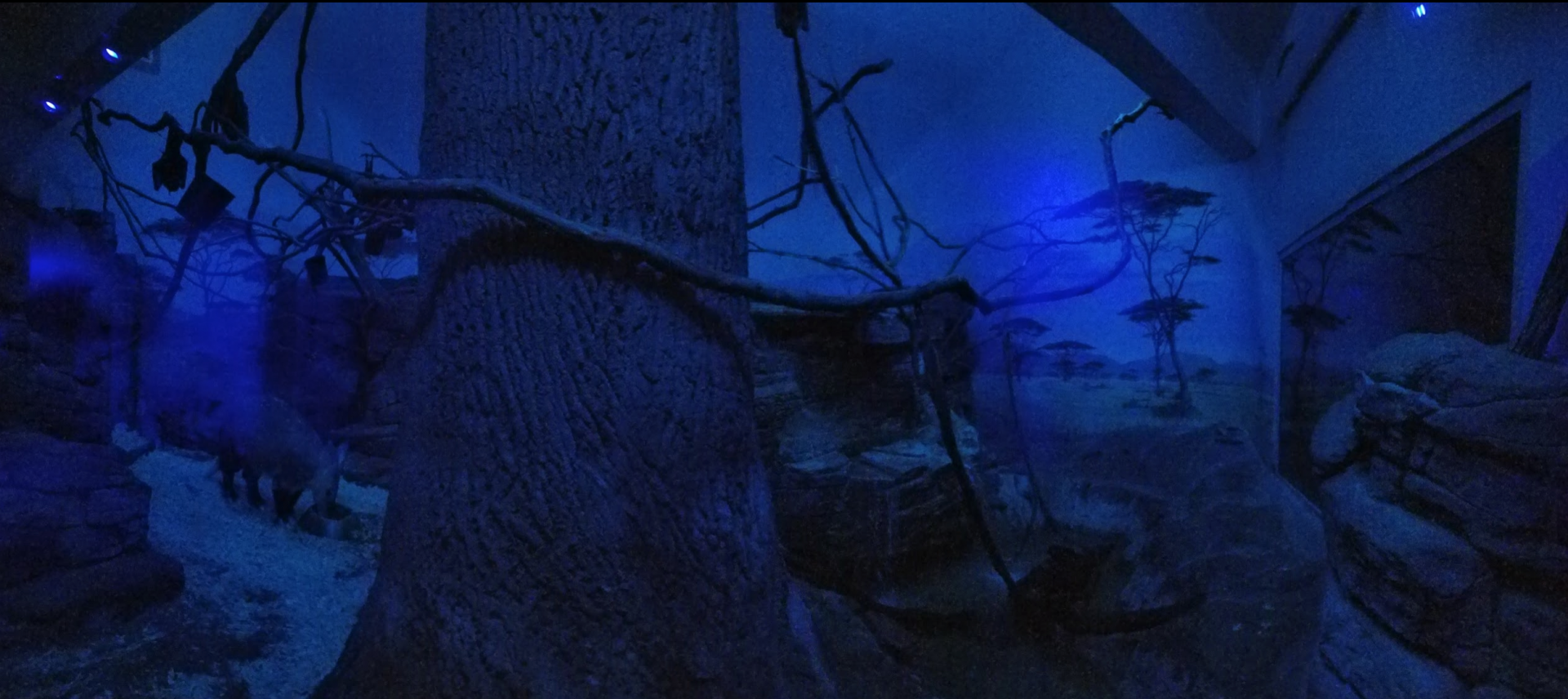 Jan. 2018 - Night Hunters - Aardvark + Greater Bushbaby + Indian Flying Fox Exhibit (Panorama)