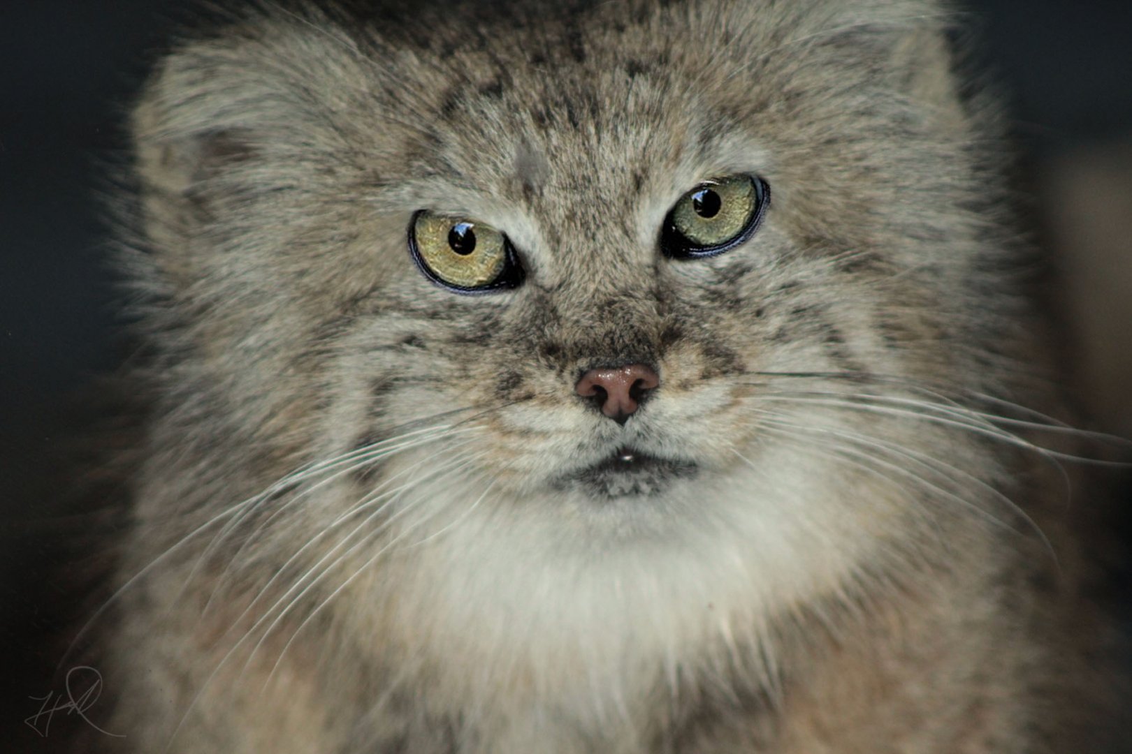 Jan. 2018 - Night Hunters - Pallas' Cat