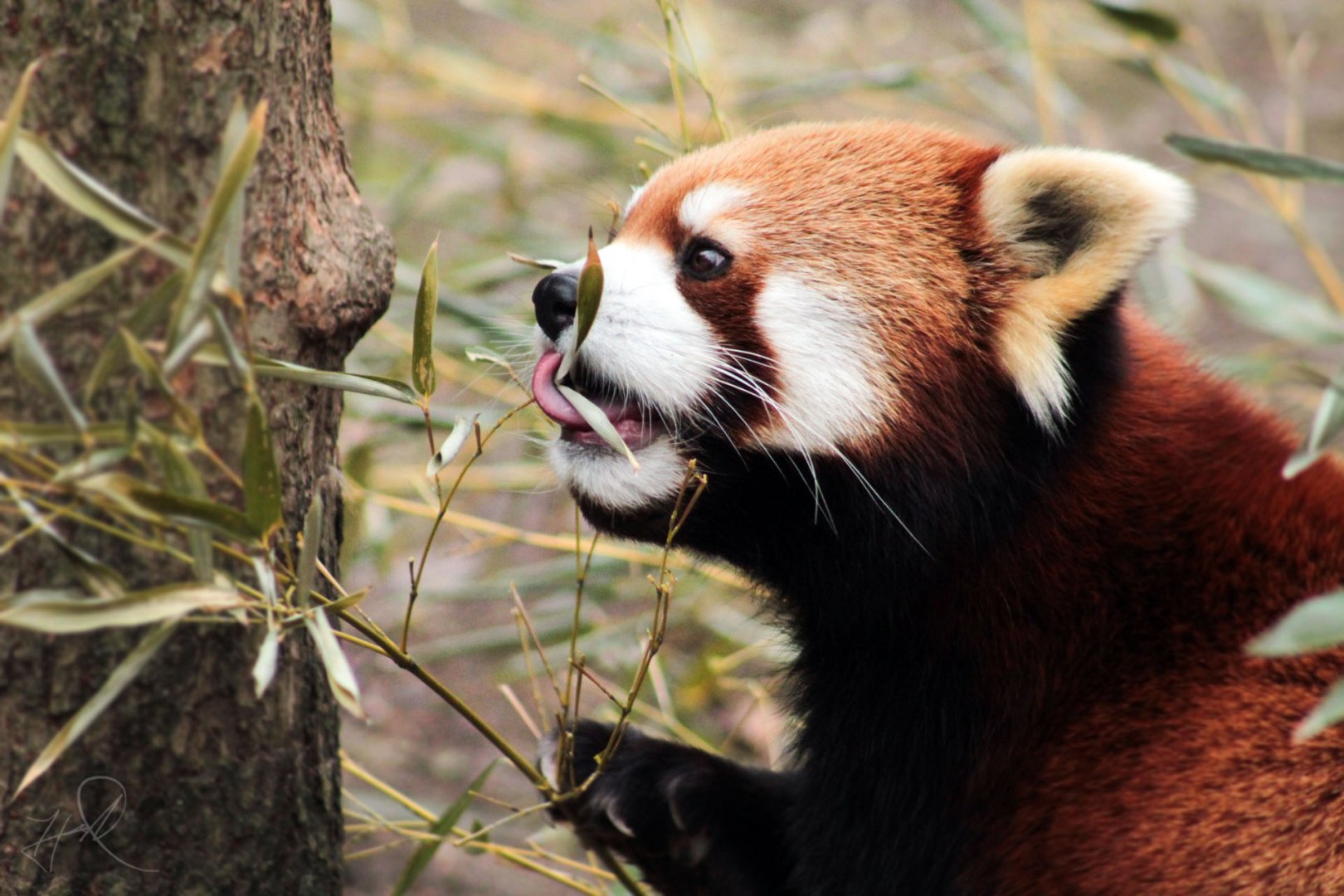 Jan. 2018 - Red Panda