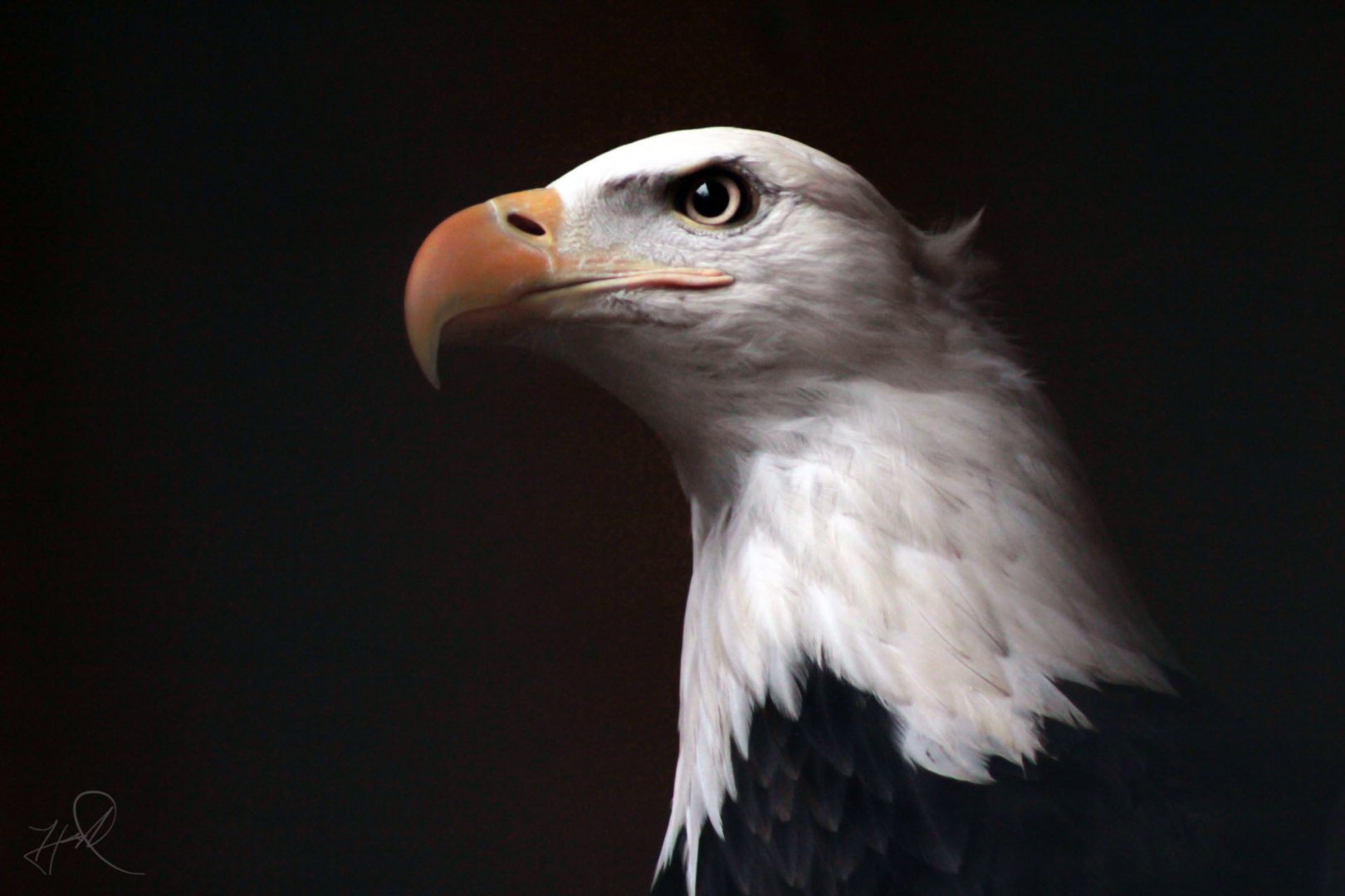 Jan. 2018 - Wings Of Wonder - Bald Eagle