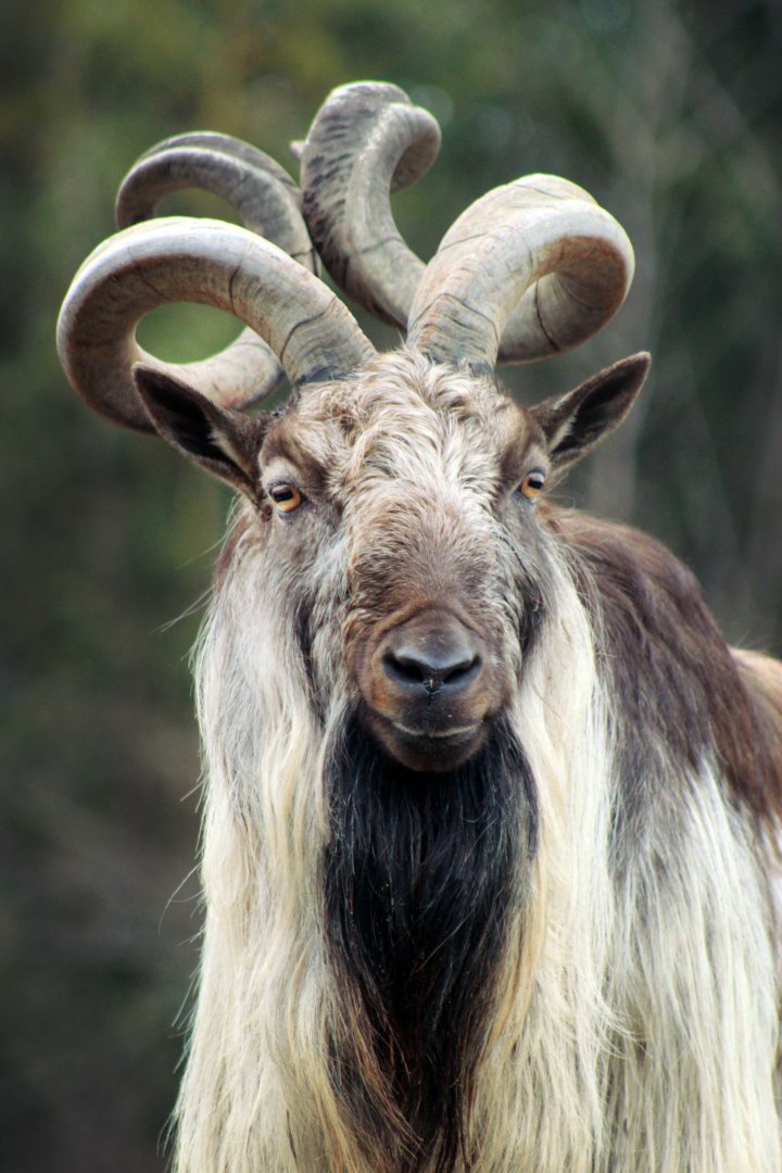 Jan. 2019 - Asia Quest - Markhor