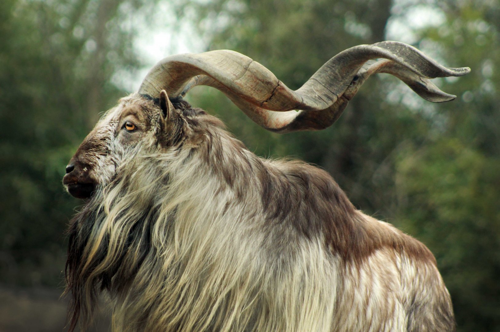 Jan. 2019 - Asia Quest - Markhor