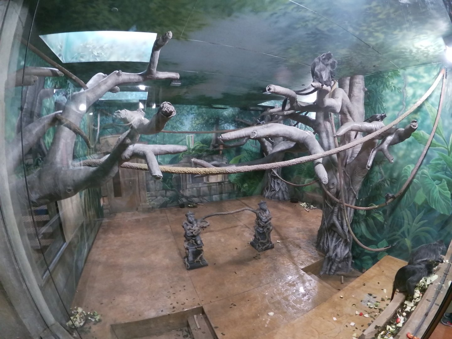 Jan. 2019 - Asia Quest - Newly Renovated Silvery Langur Indoor Exhibit (Right Side)