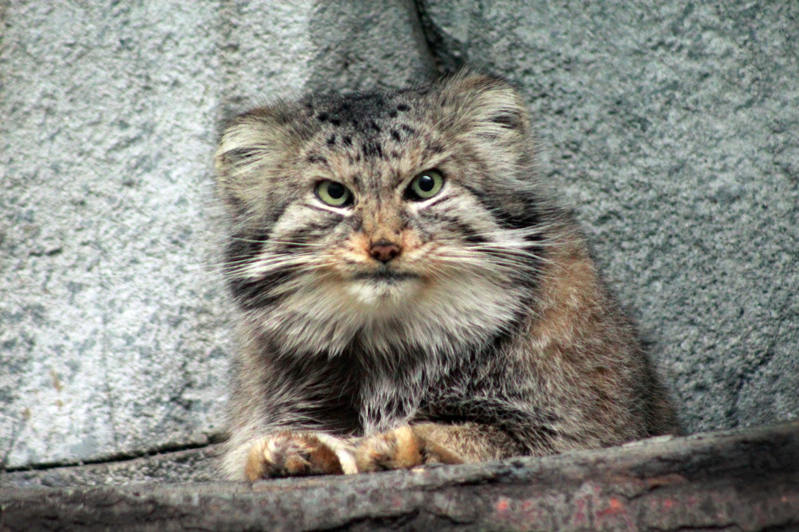 Jan. 2019 - Asia Quest - Pallas' Cat