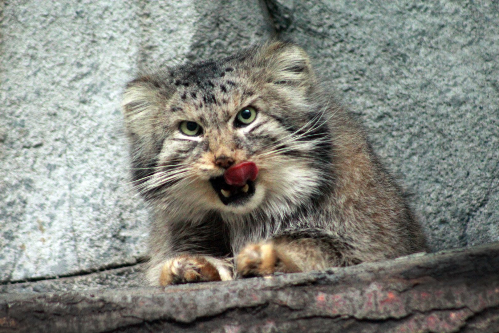 Jan. 2019 - Asia Quest - Pallas' Cat