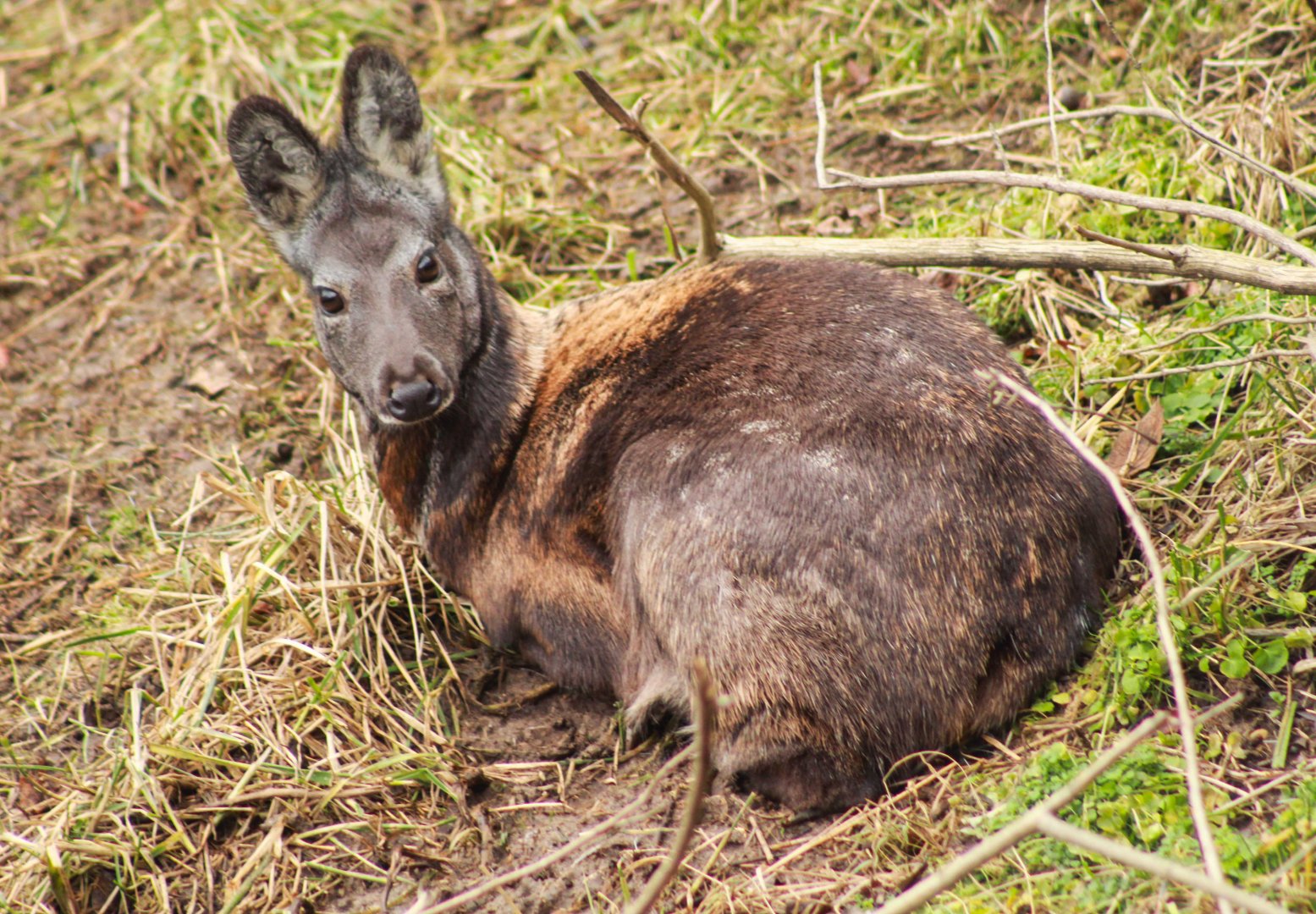 Jan. 2019 - Asia Quest - Siberian Musk Deer