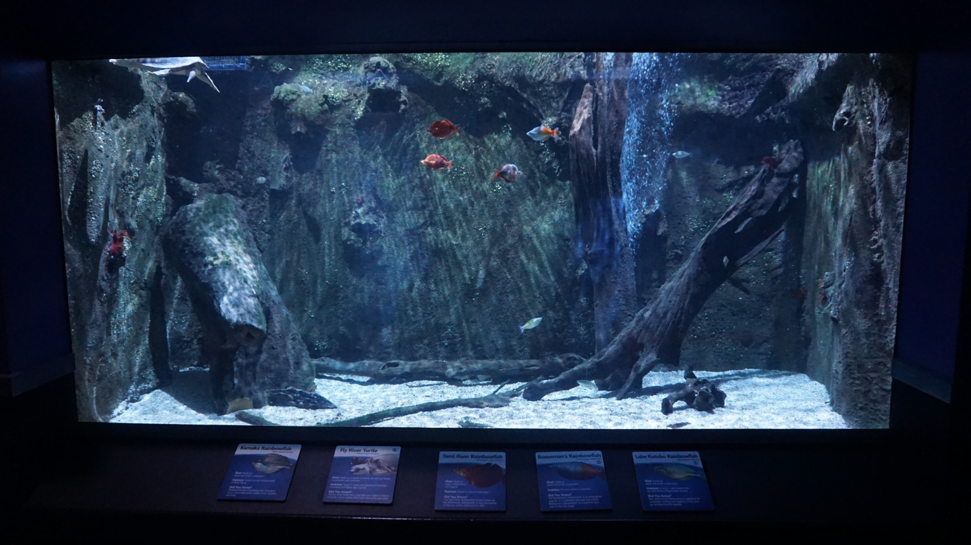 Jan. 2019 - Dangerous & Deadly - Fly River Turtle + Rainbowfish Exhibit