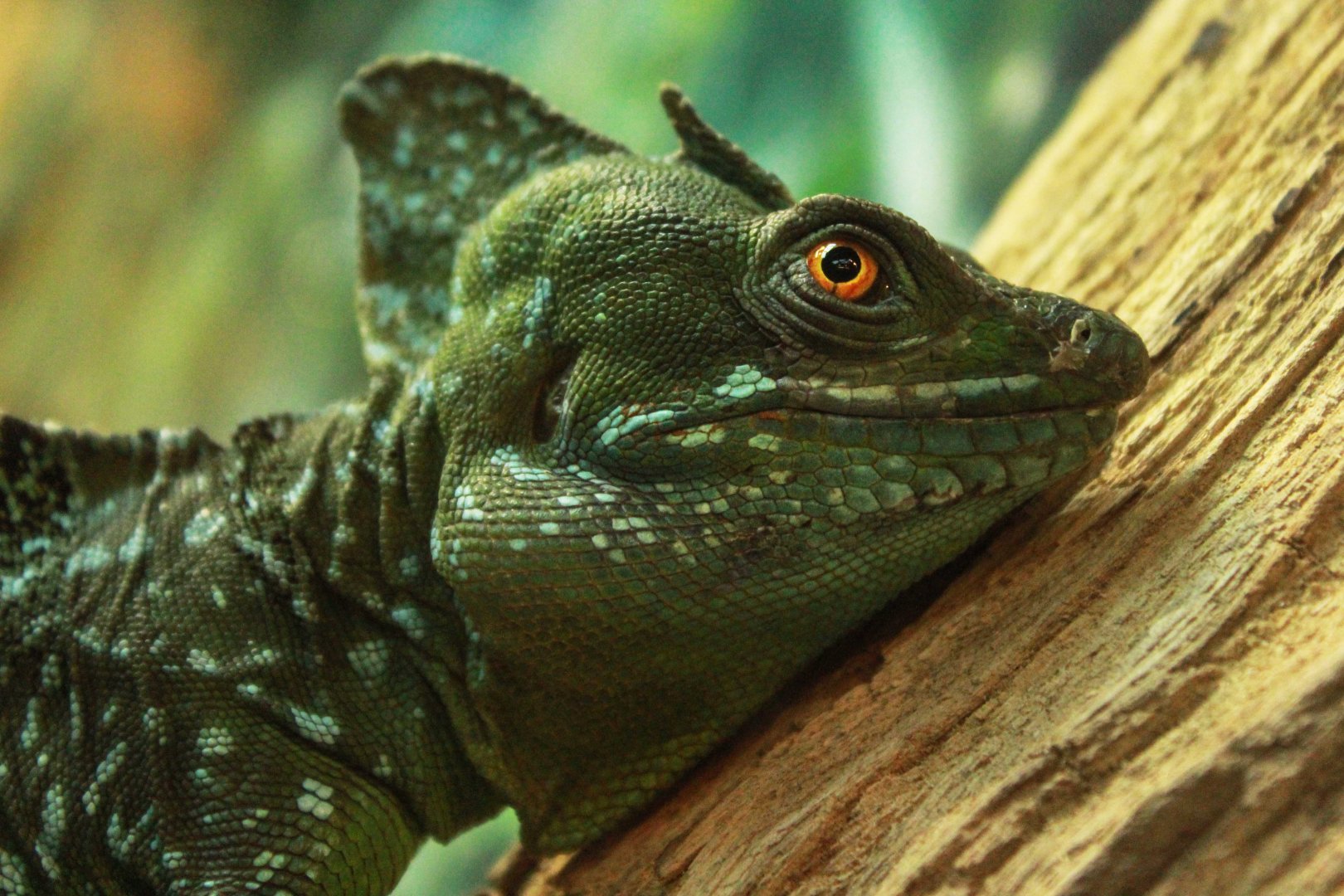 Jan. 2019 - Gator Alley - Green Basilisk