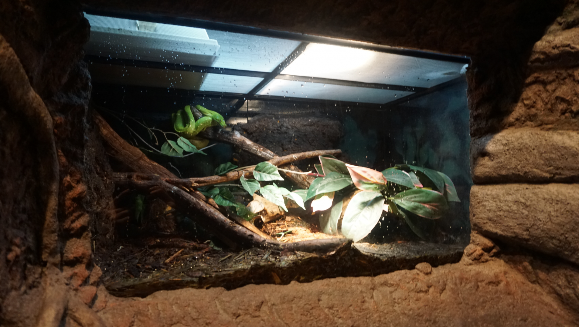Jan. 2019 - Gator Alley - Green Tree Python Exhibit