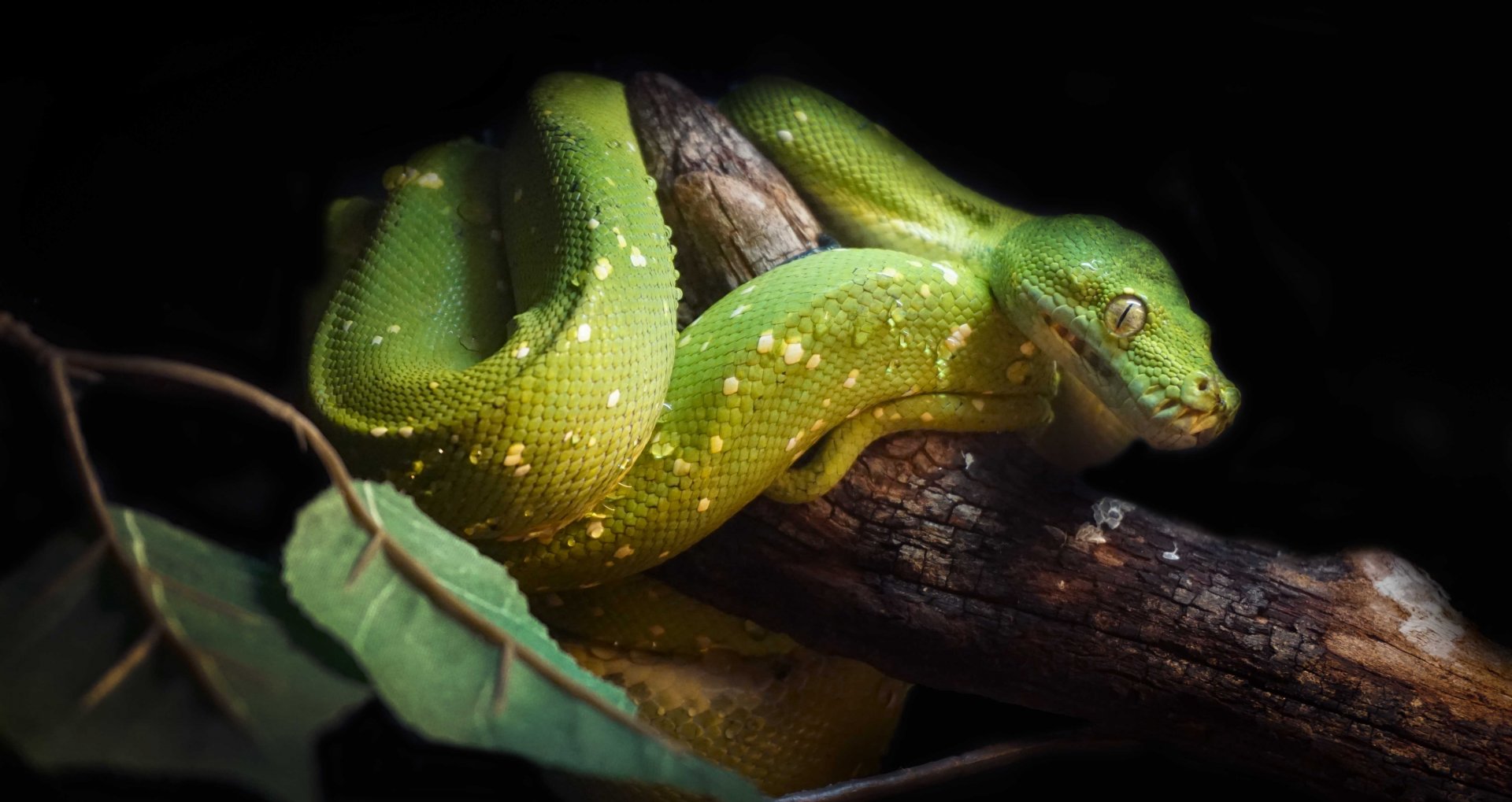 Jan. 2019 - Gator Alley - Green Tree Python