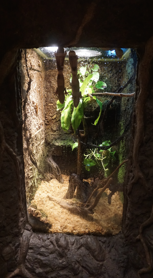 Jan. 2019 - Gator Alley - Henkel's Leaf-tailed Gecko Exhibit